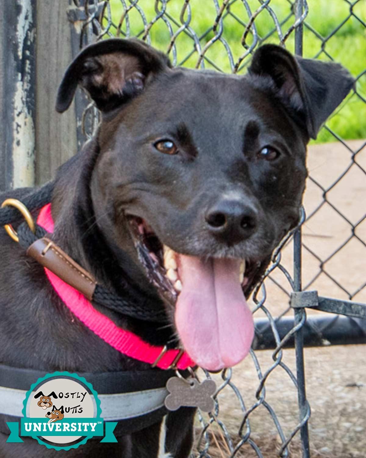 Constance, Adoptable, Adult Female Labrador Retriever & Hound.