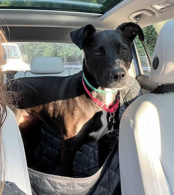 Enlarge Constance, a Adoptable mixed breed in Kennesaw, GA image 3/6