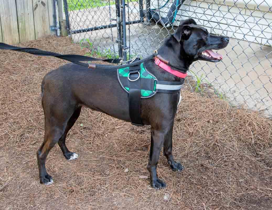 Enlarge Constance, a Adoptable mixed breed in Kennesaw, GA image 2/6