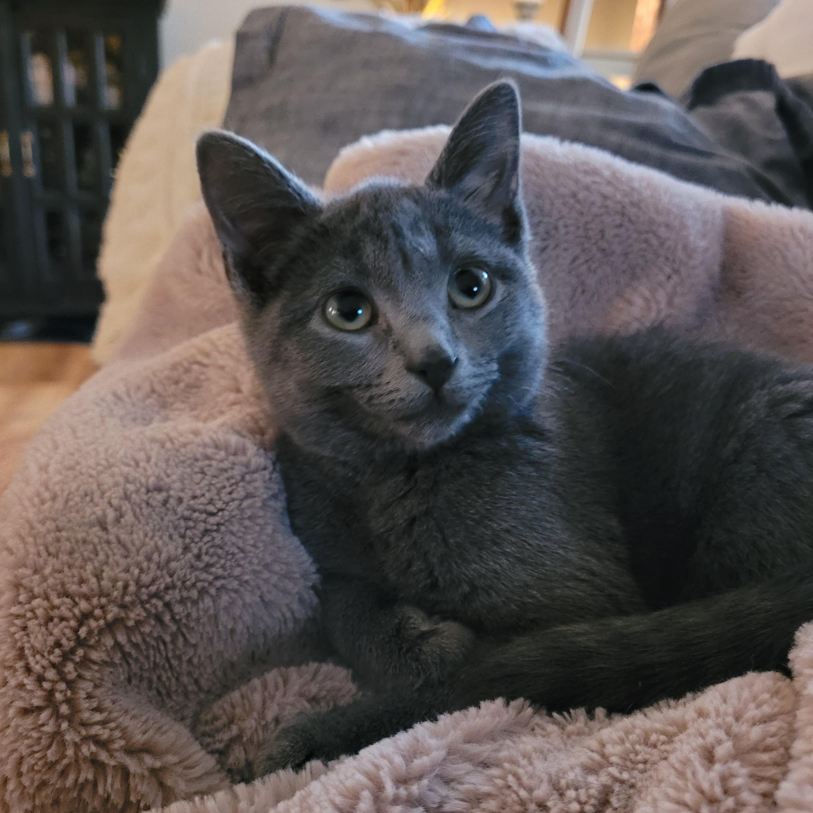 Sally, adopted, Young Female Domestic Short Hair.