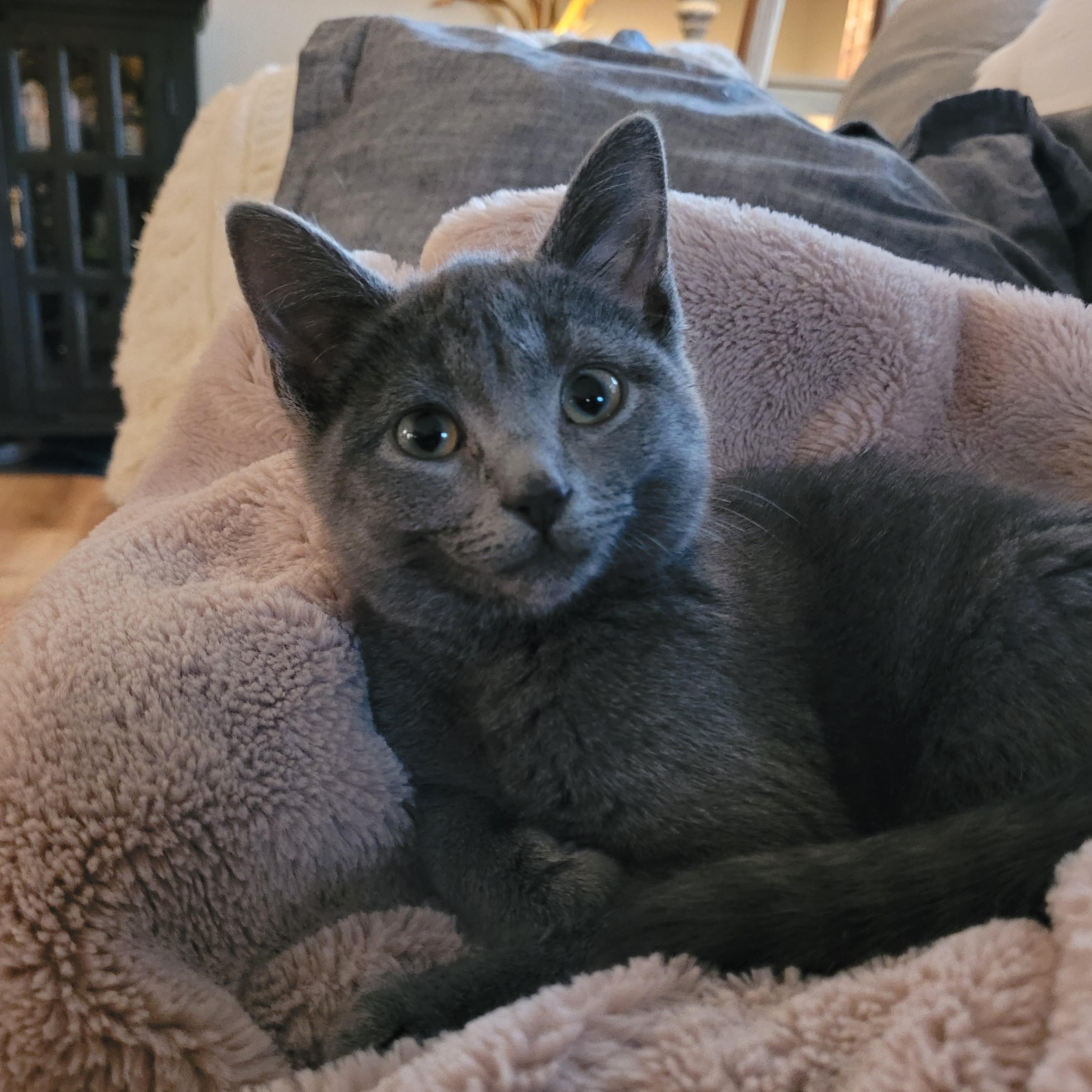 Enlarge Sally, an adopted Domestic Short Hair in Whitestown, IN image 2/6