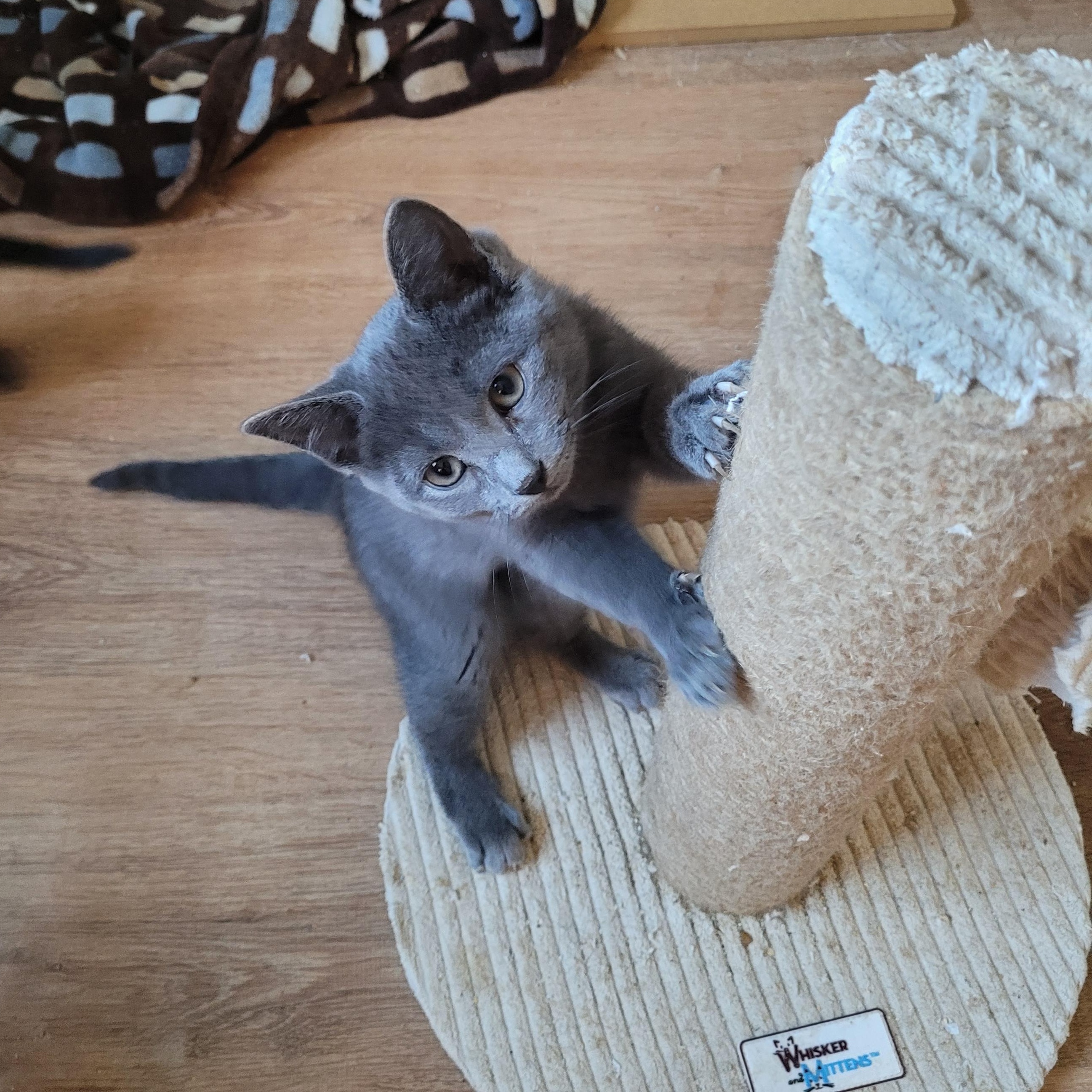 Enlarge Sally, an adopted Domestic Short Hair in Whitestown, IN image 3/6