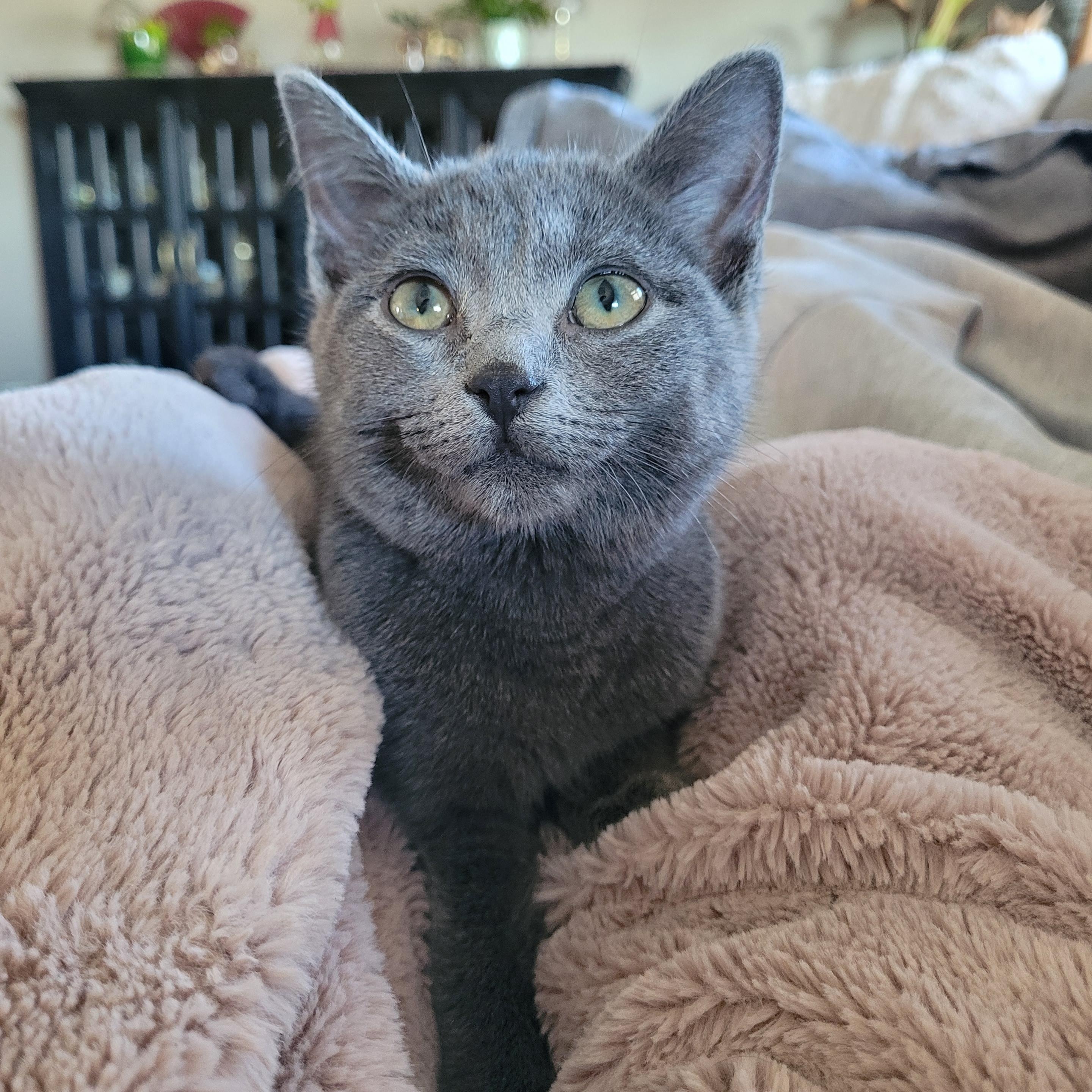 Enlarge Sally, an adopted Domestic Short Hair in Whitestown, IN image 4/6