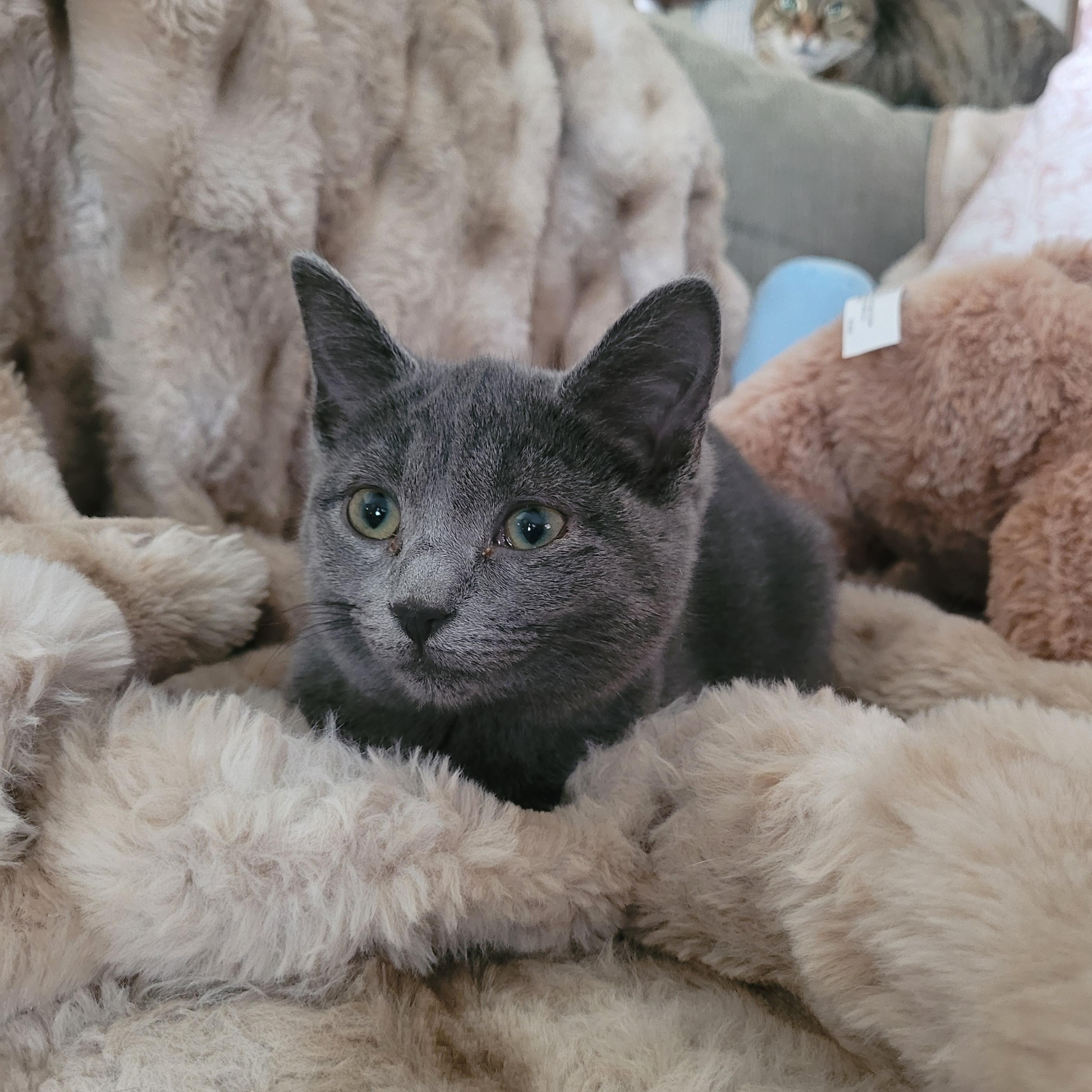 Enlarge Sally, an adopted Domestic Short Hair in Whitestown, IN image 5/6