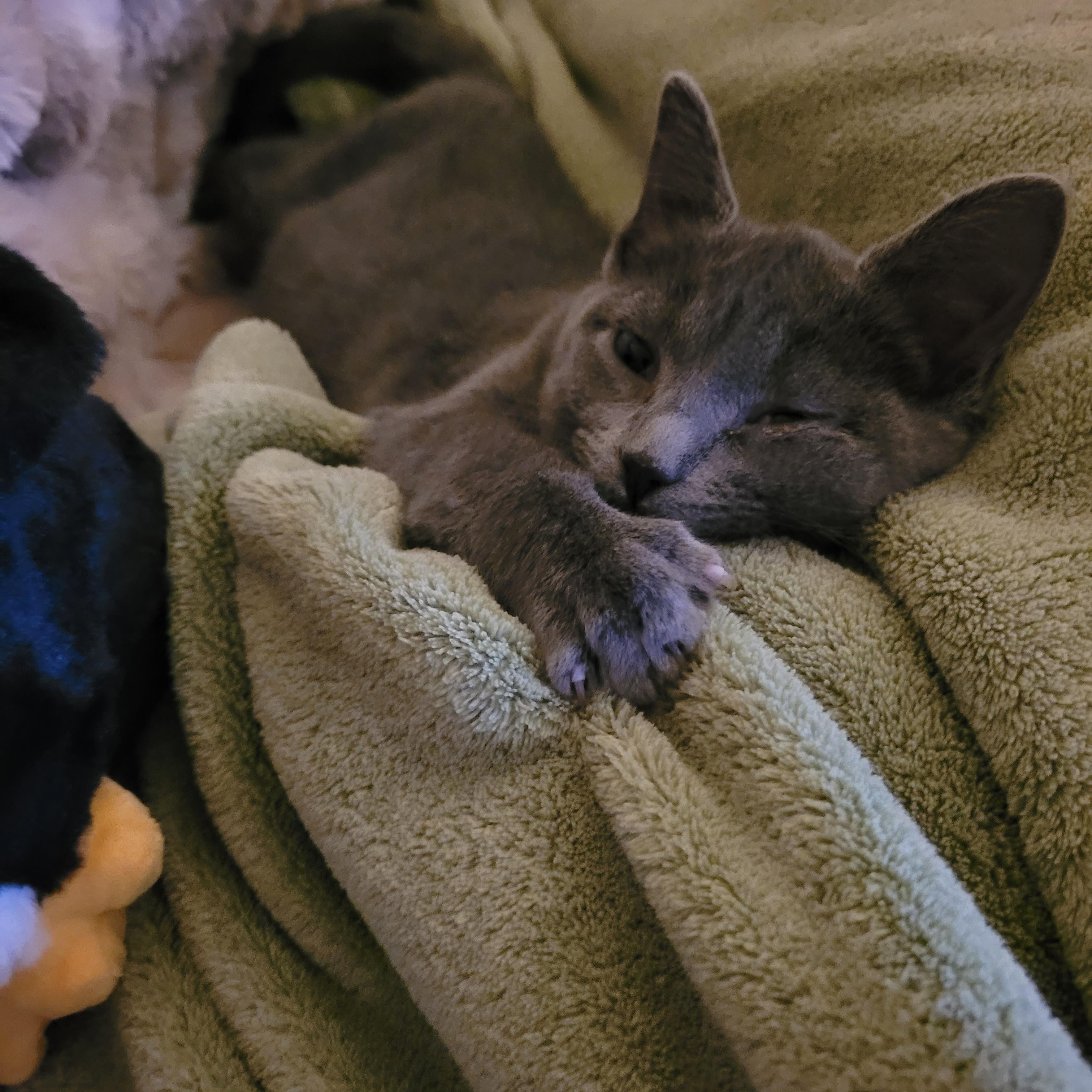 Enlarge Sally, an adopted Domestic Short Hair in Whitestown, IN image 6/6