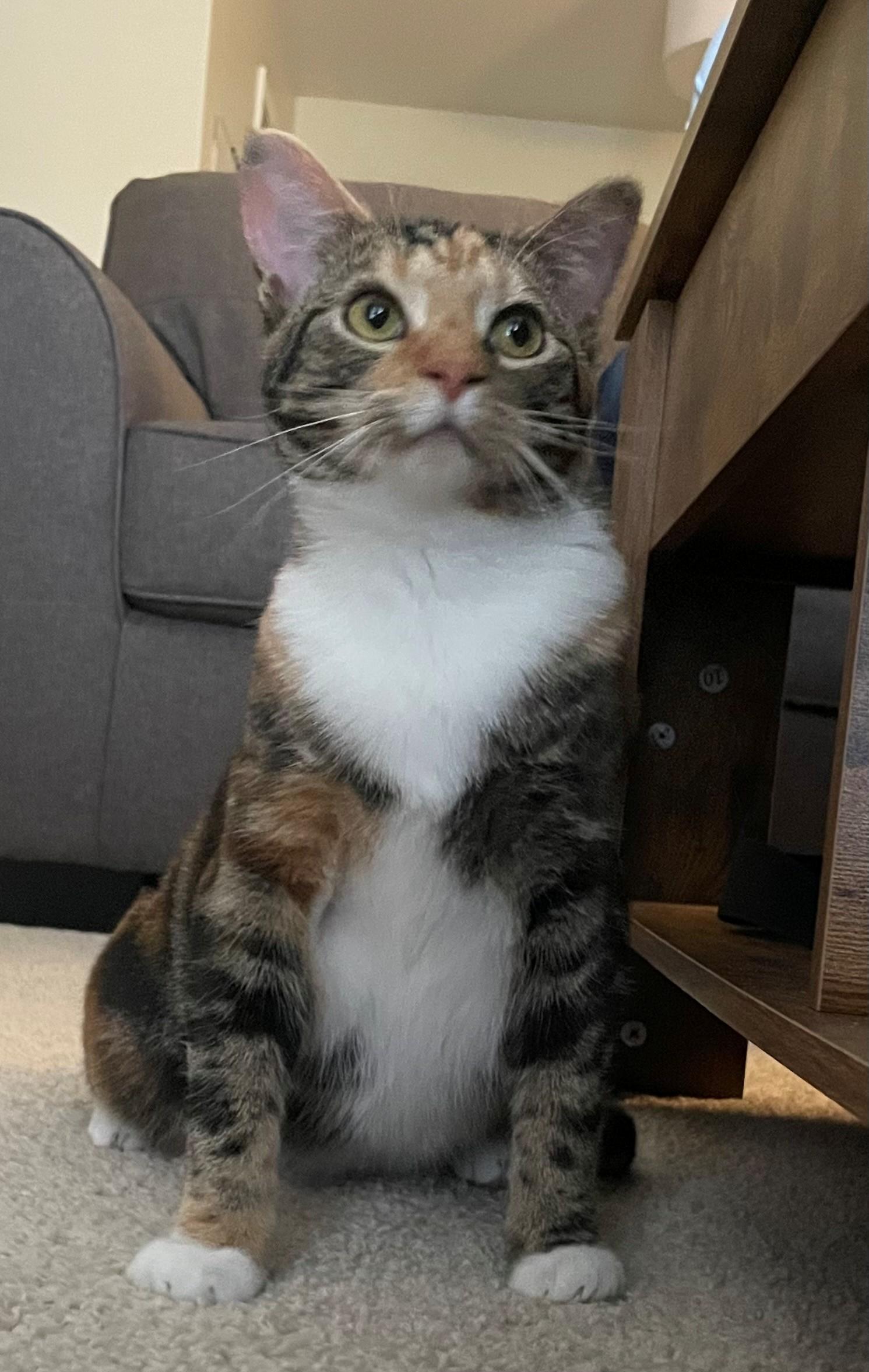 Belle, Adoptable, Young Female Domestic Short Hair.