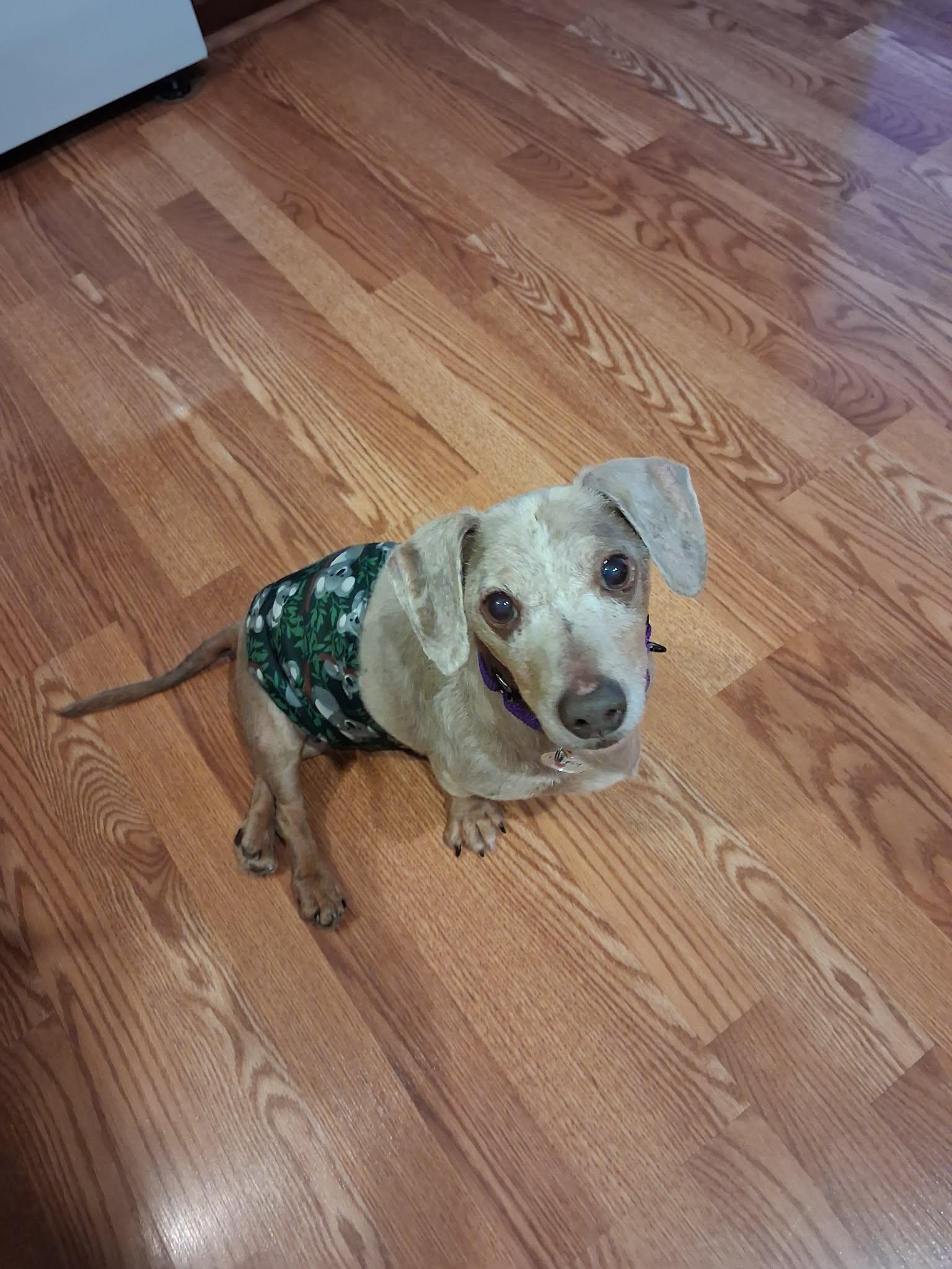 Enlarge Loopy, a Adoptable Dachshund in Whitewater, WI image 4/4