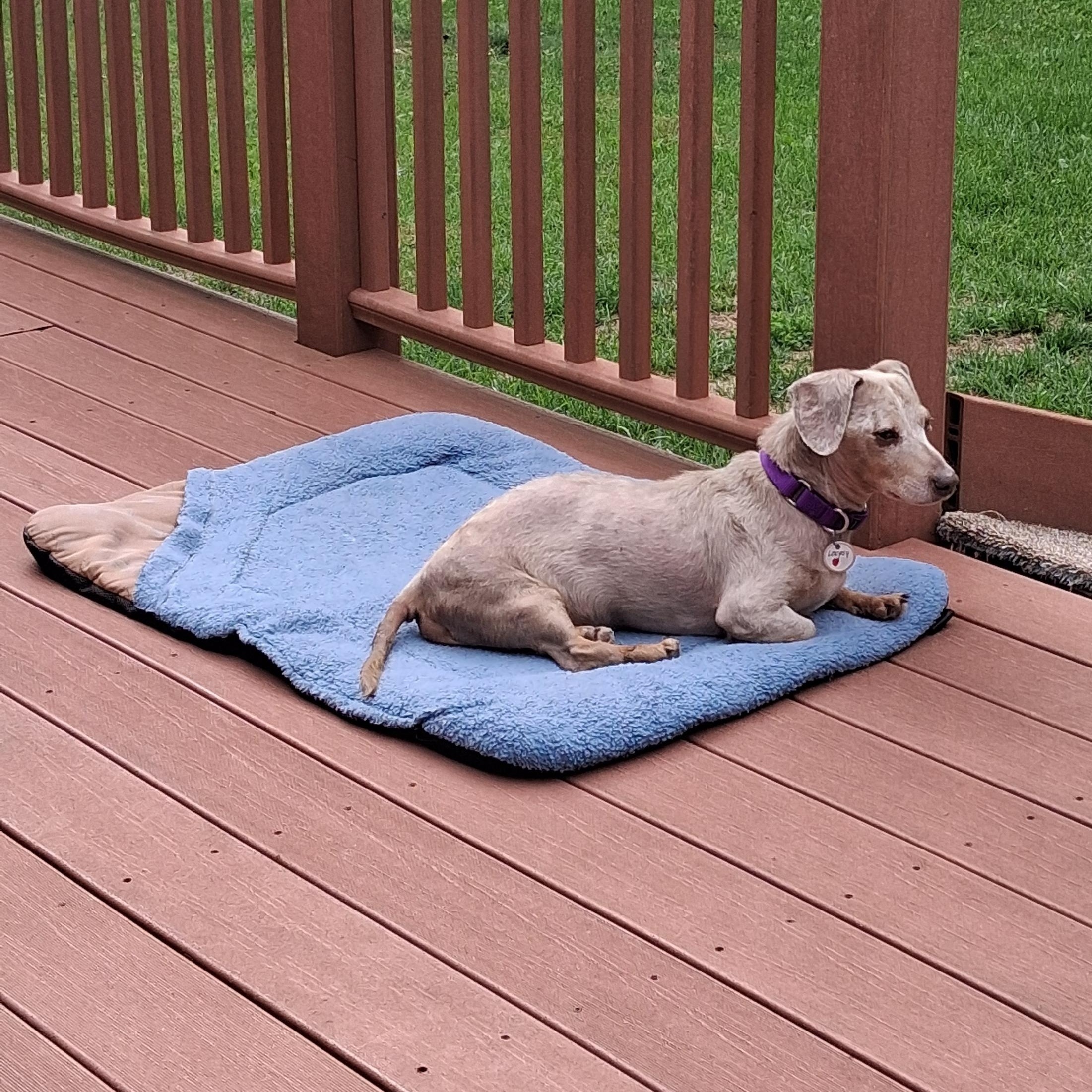 Enlarge Loopy, a Adoptable Dachshund in Whitewater, WI image 2/4