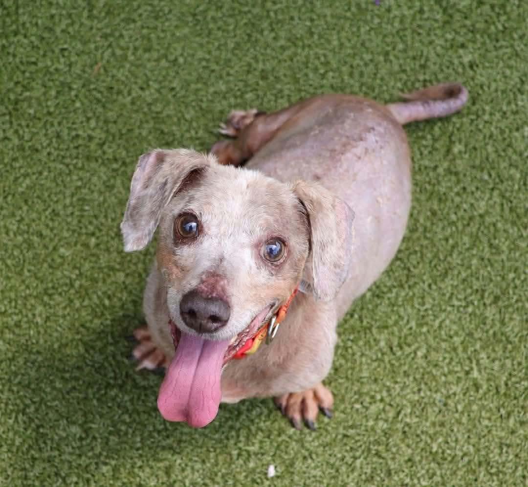 Enlarge Loopy, a Adoptable Dachshund in Whitewater, WI image 1/4