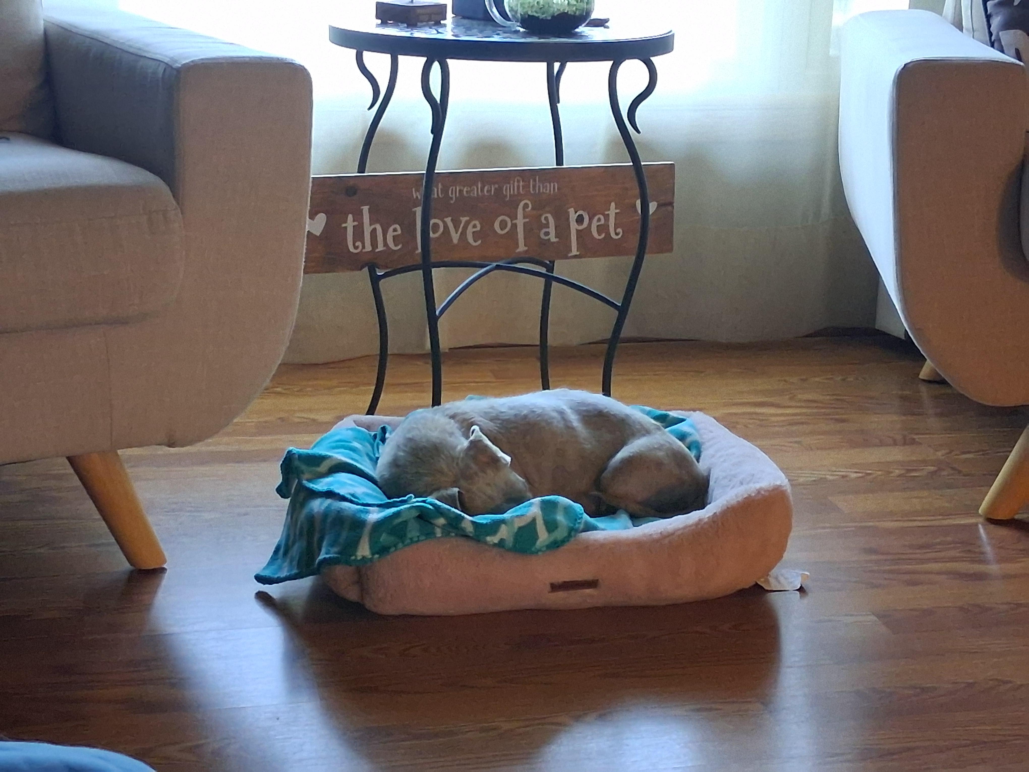 Enlarge Loopy, a Adoptable Dachshund in Whitewater, WI image 3/4