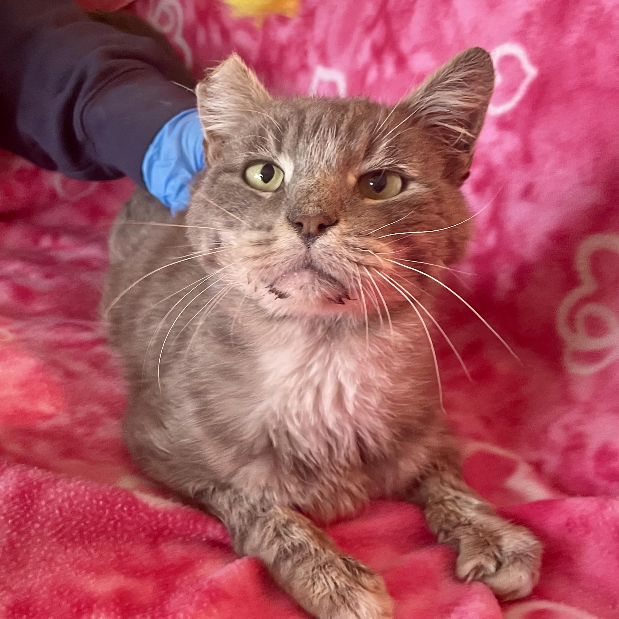 Mr. Otis McFluff, adopted, Adult Male American Shorthair.