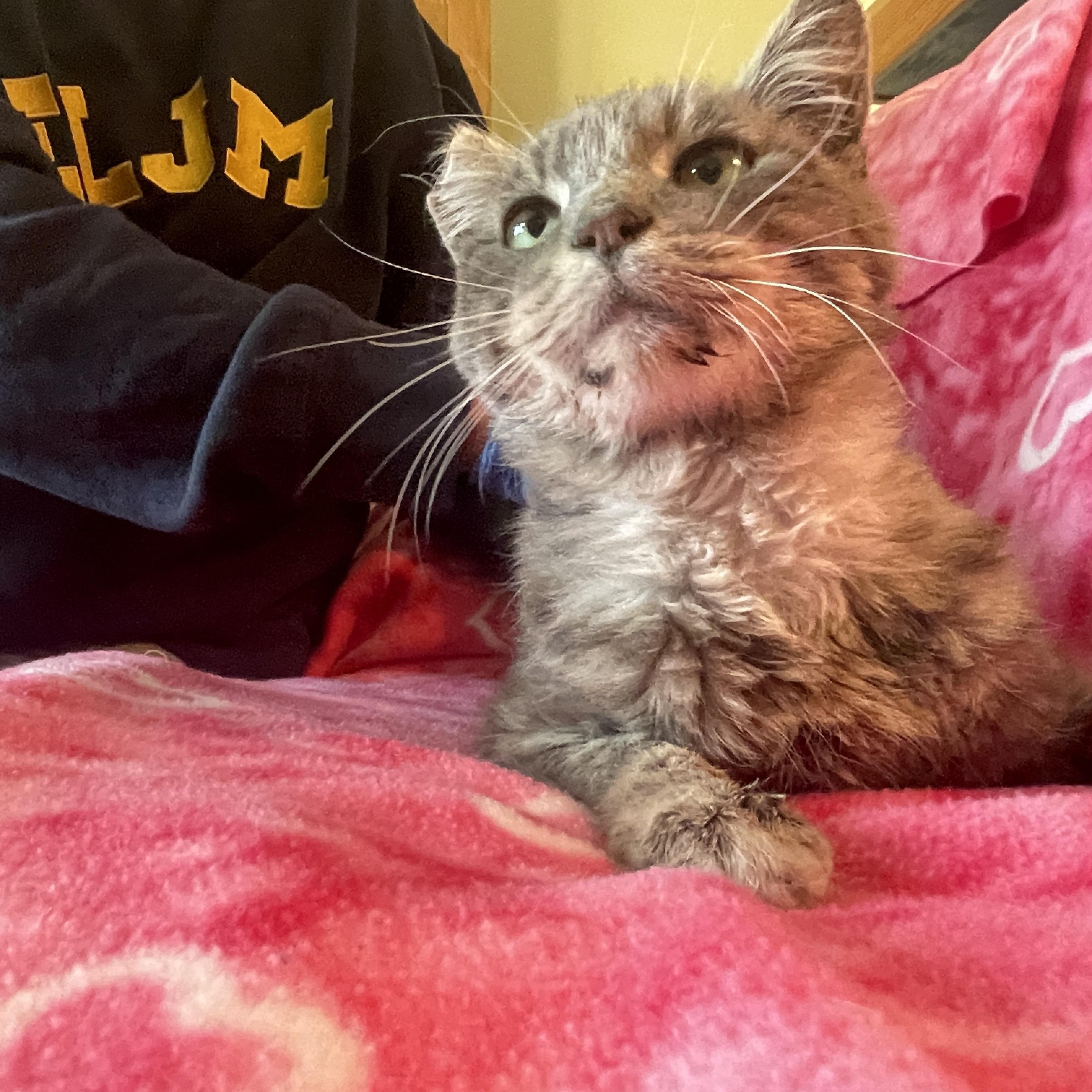 Mr. Otis McFluff, an adopted mixed breed in Sherman Oaks, CA image 4/5