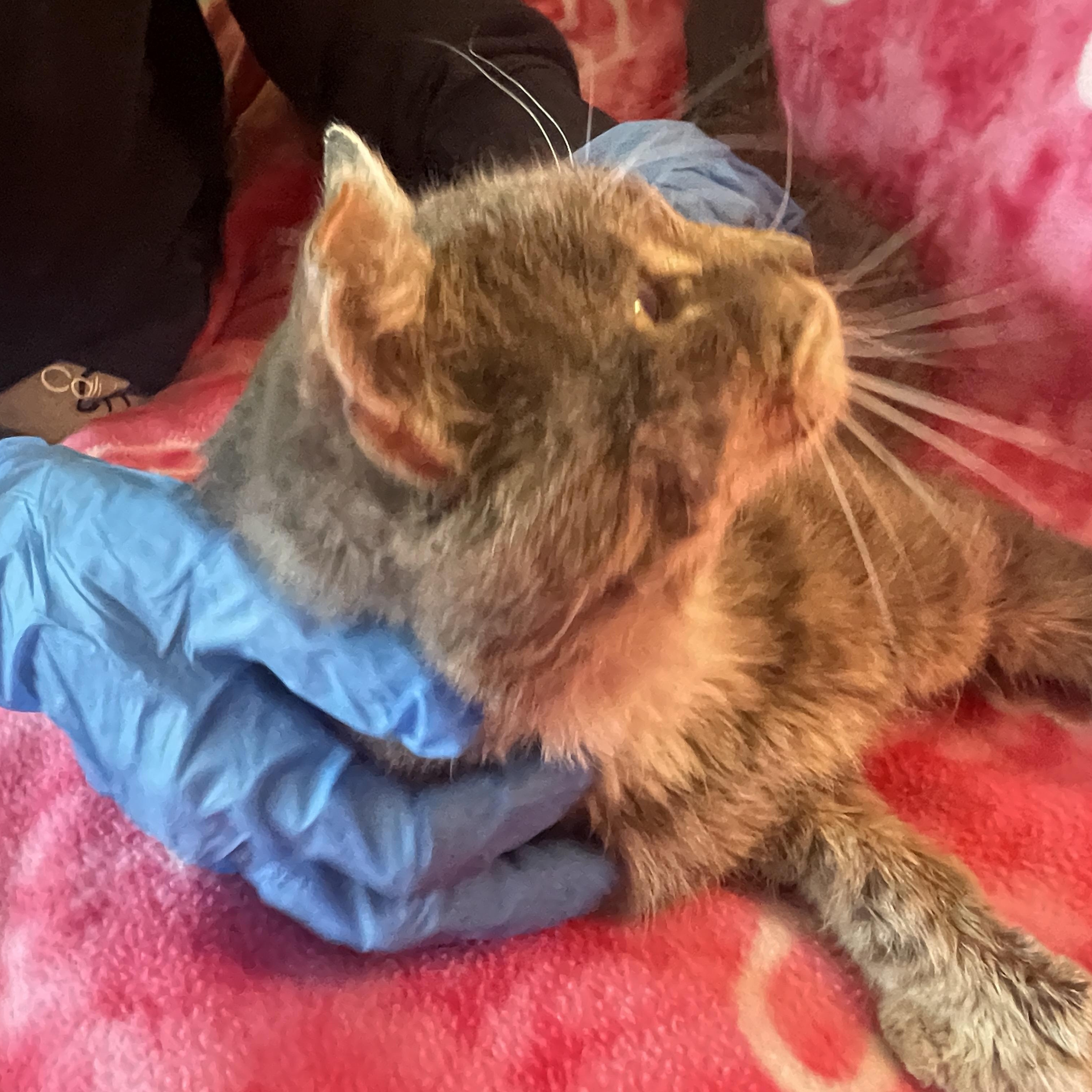 Mr. Otis McFluff, an adopted mixed breed in Sherman Oaks, CA image 2/5