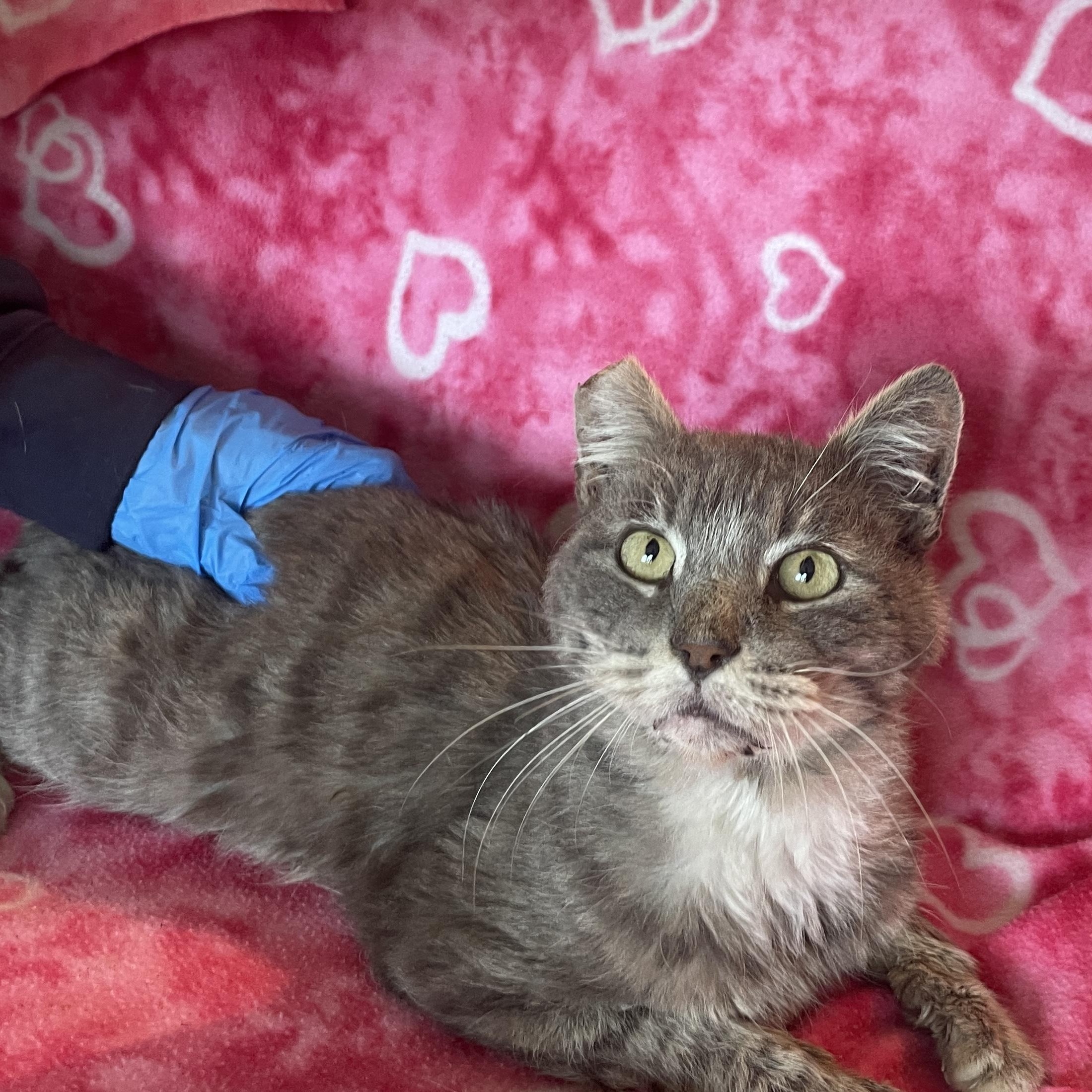 Mr. Otis McFluff, an adopted mixed breed in Sherman Oaks, CA image 5/5