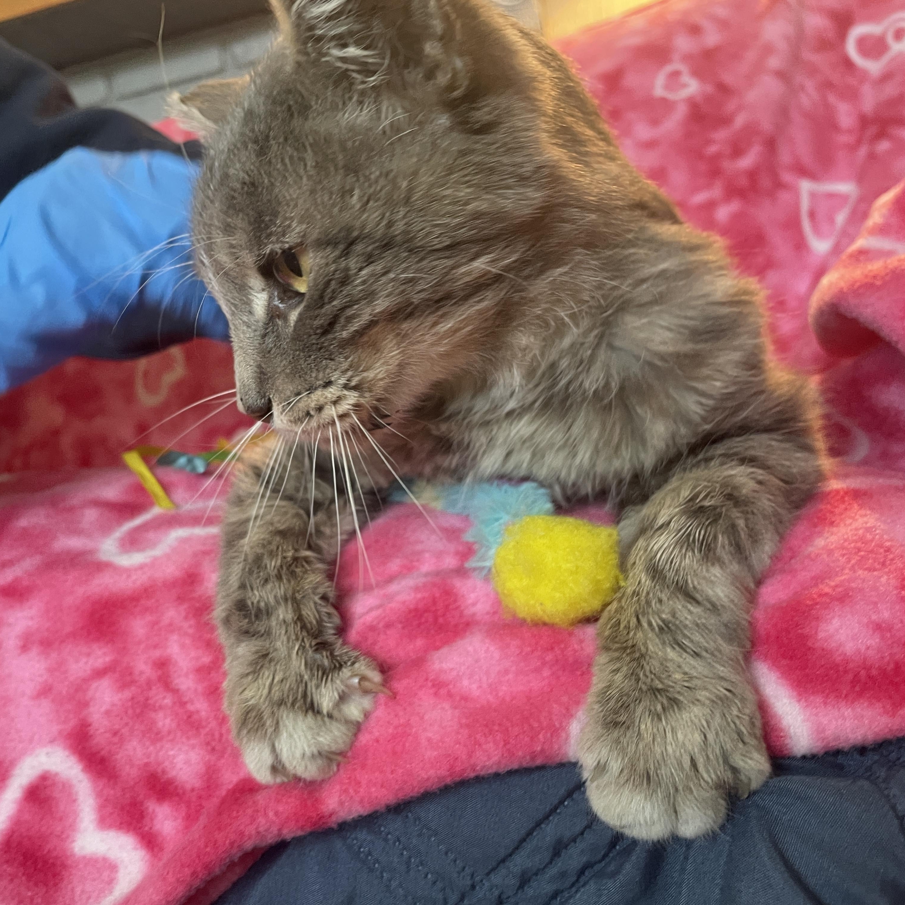 Mr. Otis McFluff, an adopted mixed breed in Sherman Oaks, CA image 3/5