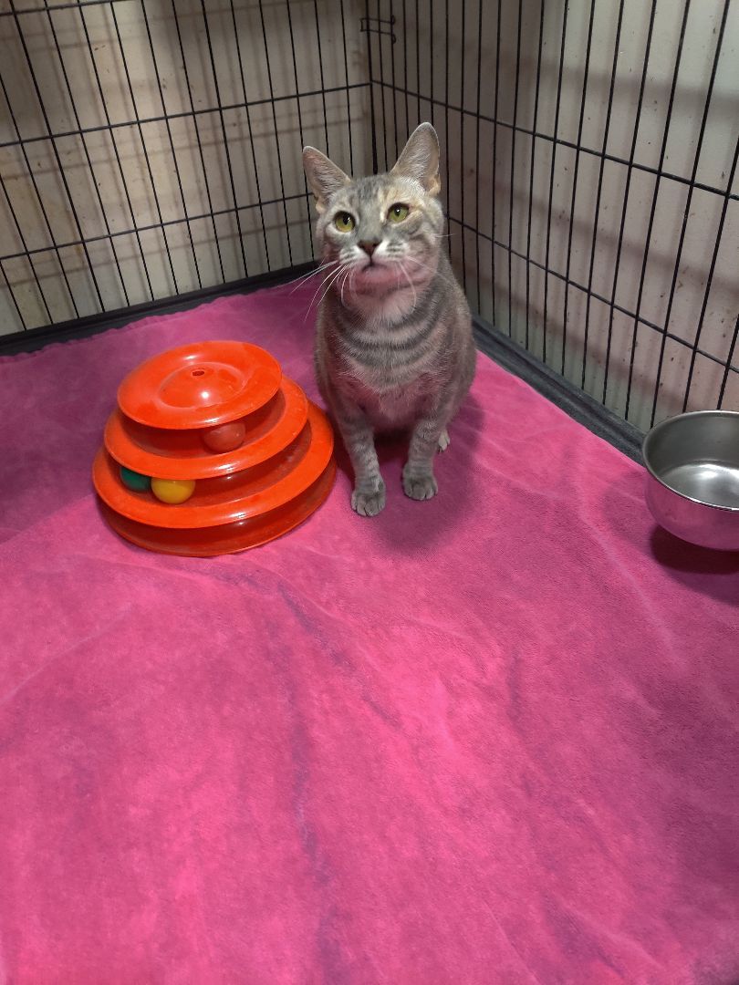 Enlarge Millie, a Adoptable Tortoiseshell in Kansas City, MO image 1/1