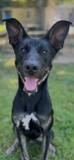 Harley, a Adoptable mixed breed in Saluda, VA image 2/5