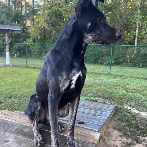 Harley, a Adoptable mixed breed in Saluda, VA image 4/5