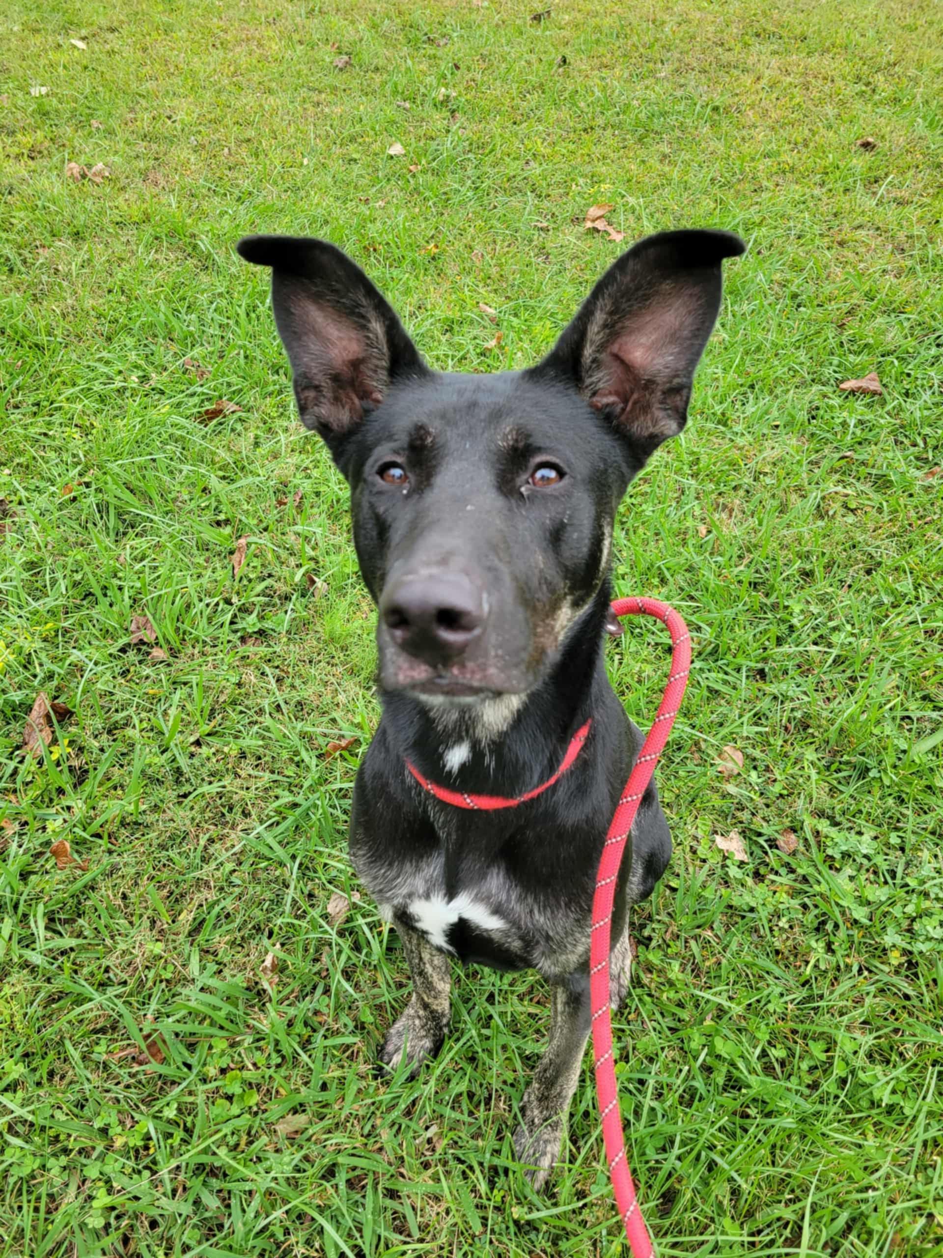 Harley, Adoptable, Adult Male Shepherd & Belgian Shepherd / Malinois.