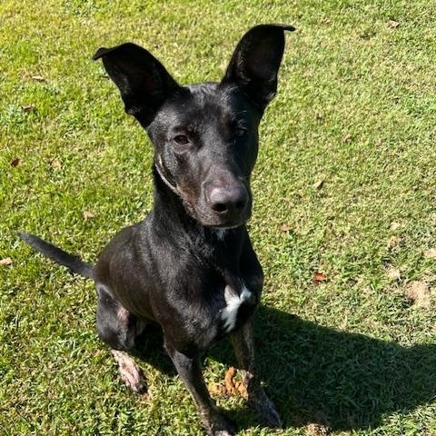 Harley, a Adoptable mixed breed in Saluda, VA image 3/5