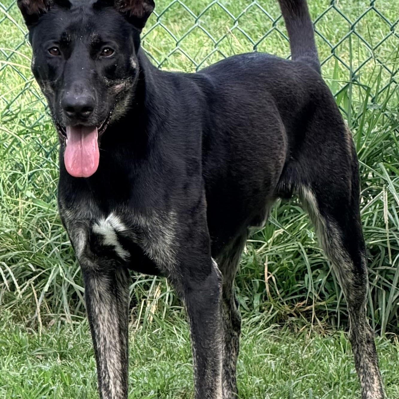Harley, a Adoptable mixed breed in Saluda, VA image 3/6
