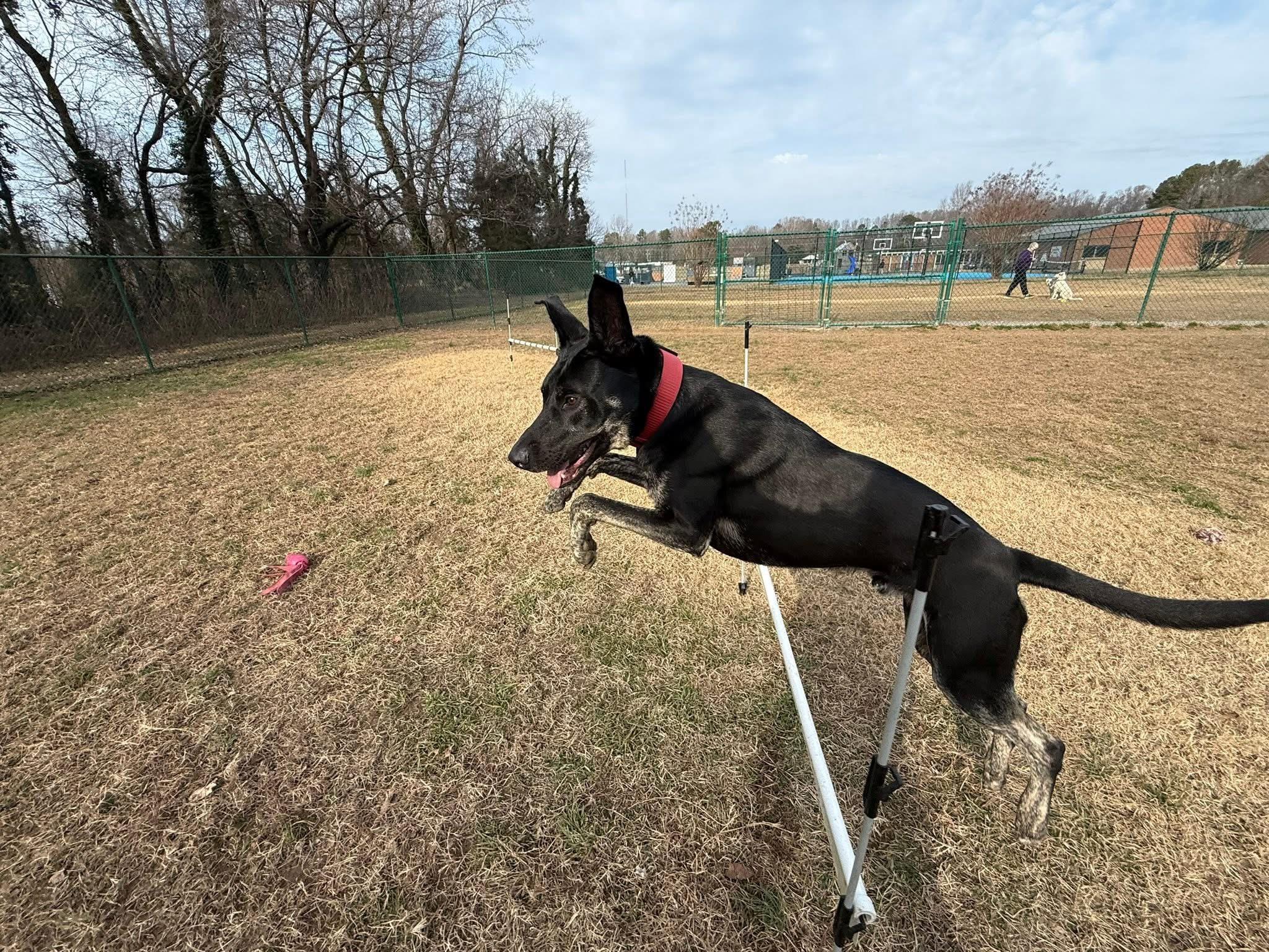 Enlarge Harley, a Adoptable mixed breed in Saluda, VA image 6/6