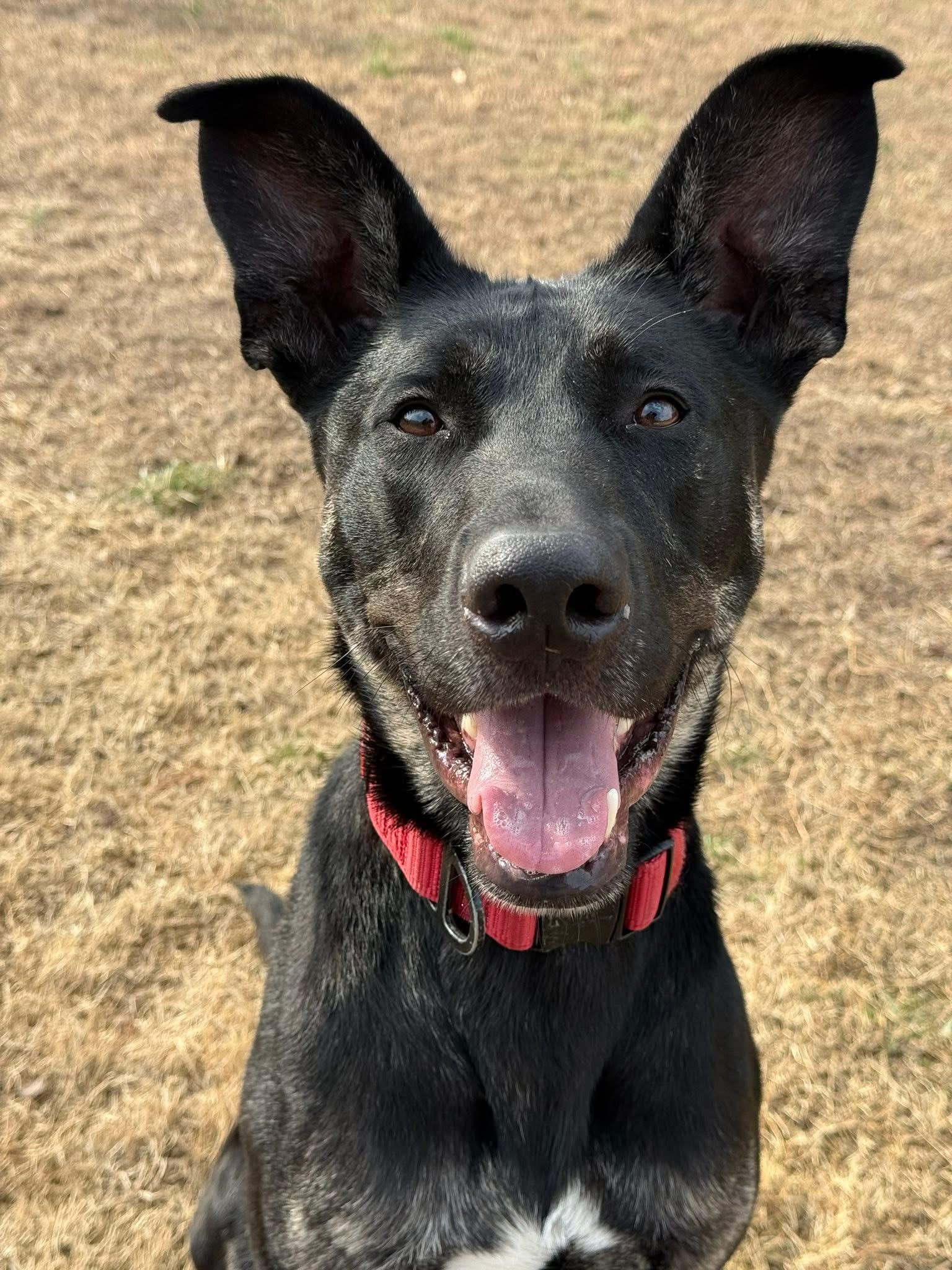 Harley, Adoptable, Adult Male Shepherd & Belgian Shepherd / Malinois.