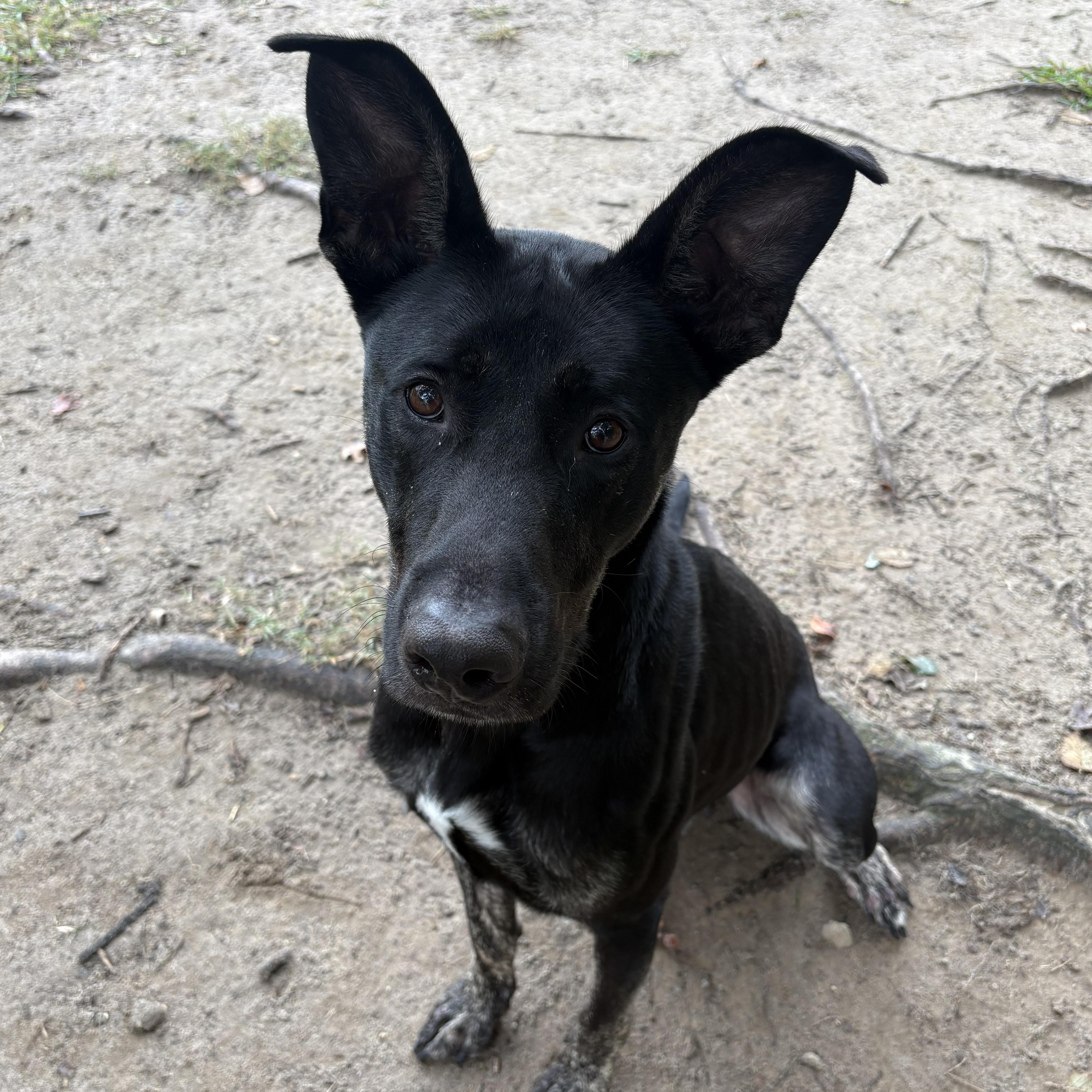 Harley, a Adoptable mixed breed in Saluda, VA image 5/5