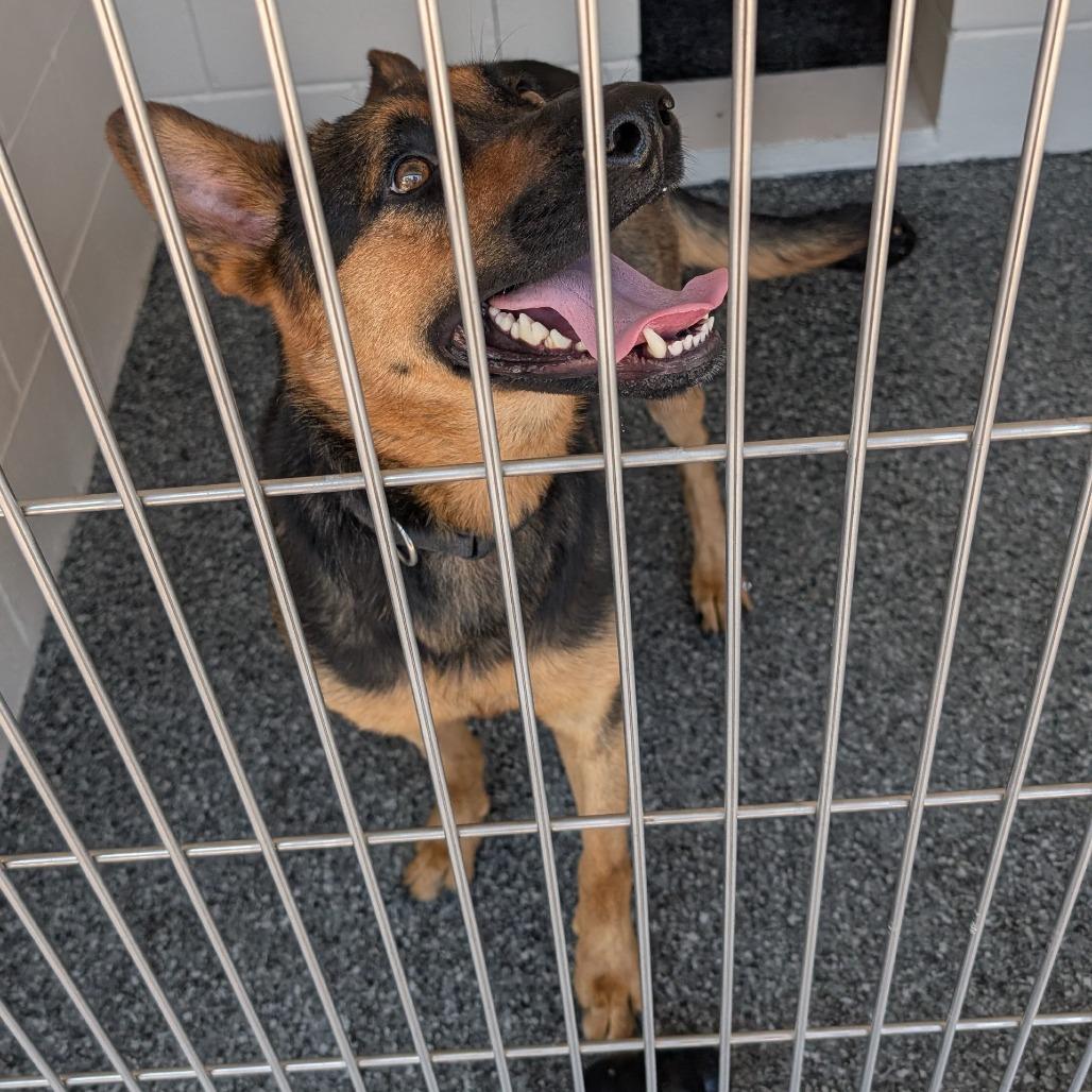 Amanda, a Adoptable mixed breed in Buchanan Dam, TX image 1/2
