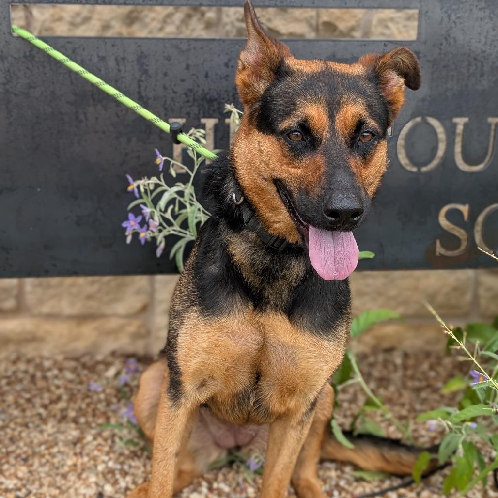 Amanda, a Adoptable mixed breed in Buchanan Dam, TX image 2/2