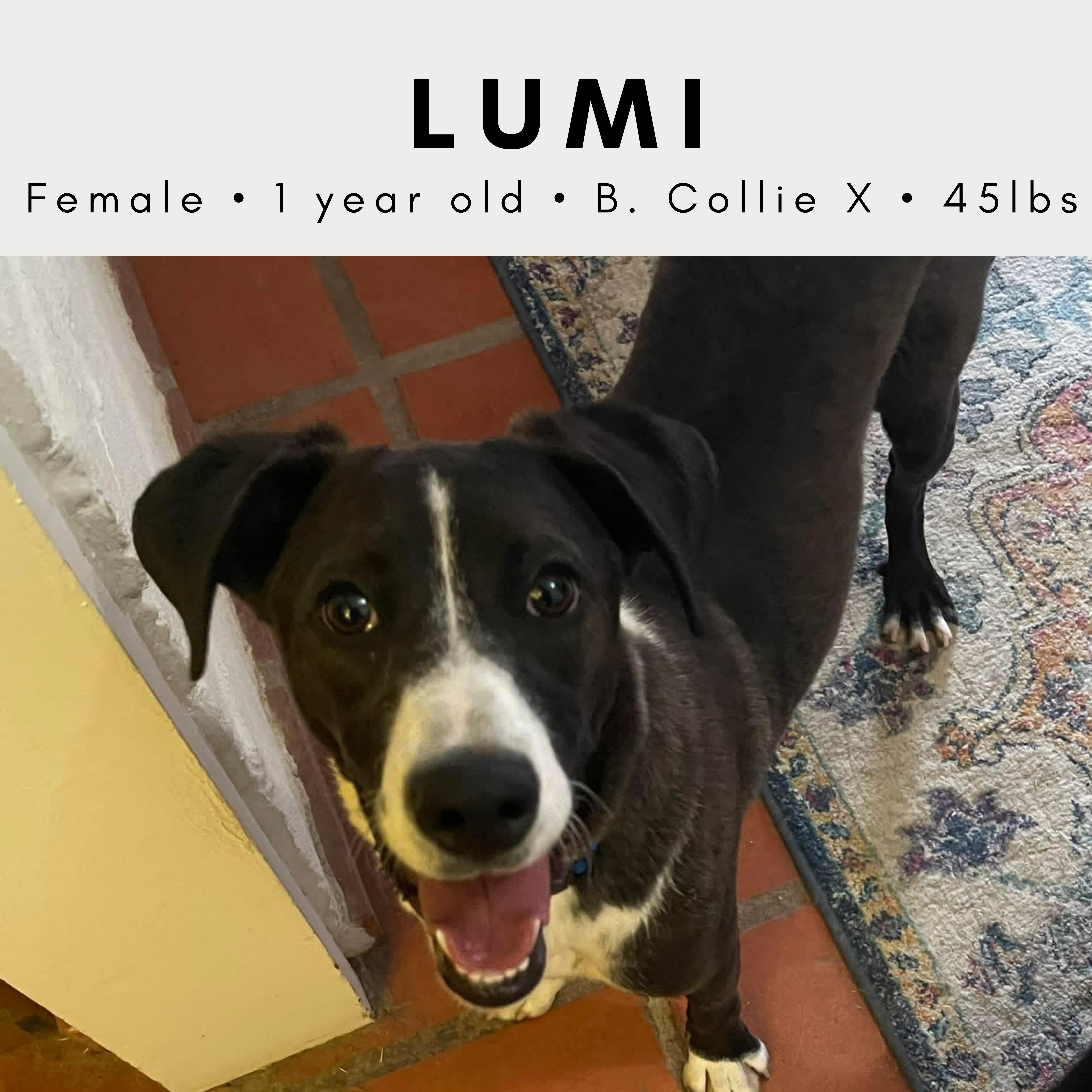 Enlarge Lumi, a ADOPTABLE Border Collie in Tucson, AZ image 1/1