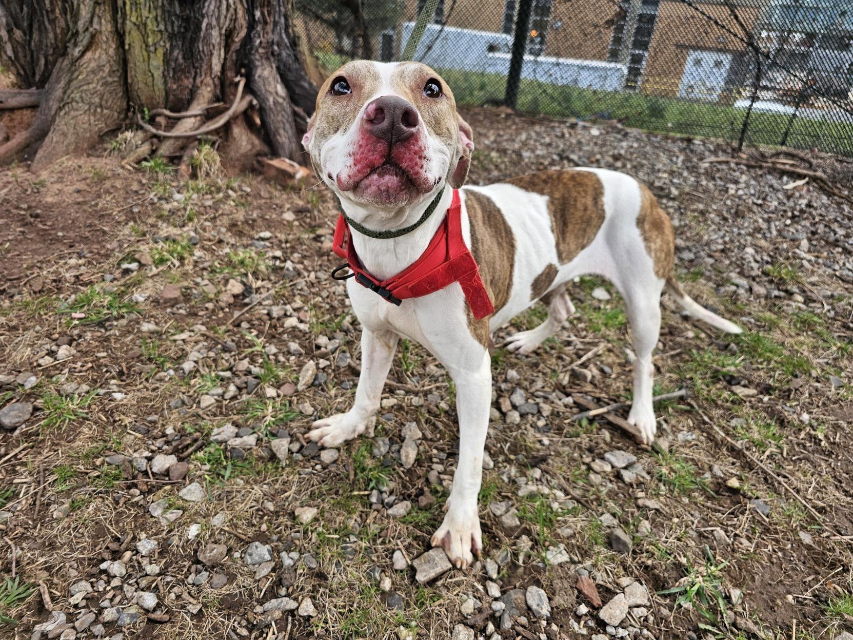 Enlarge Petunia, a Adoptable Pit Bull Terrier in Jersey city, NJ image 1/3