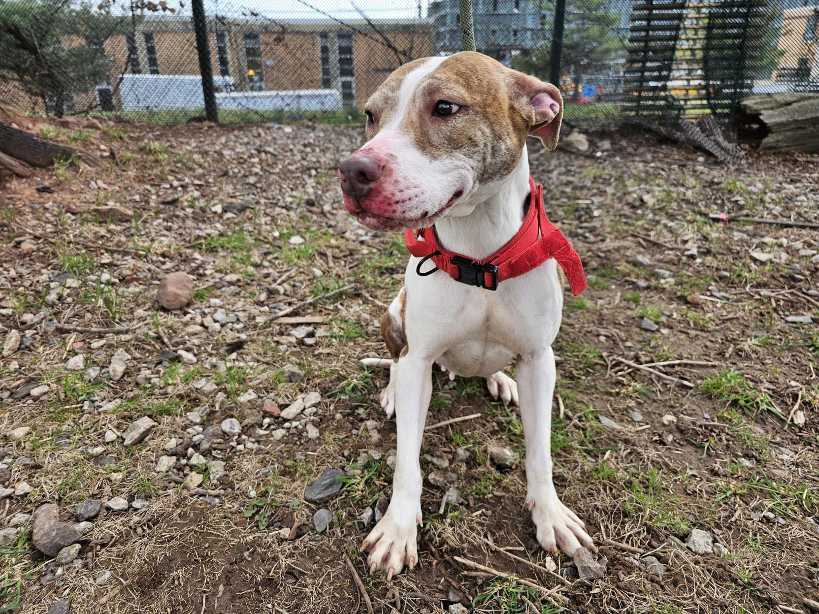 Enlarge Petunia, a Adoptable Pit Bull Terrier in Jersey city, NJ image 2/3