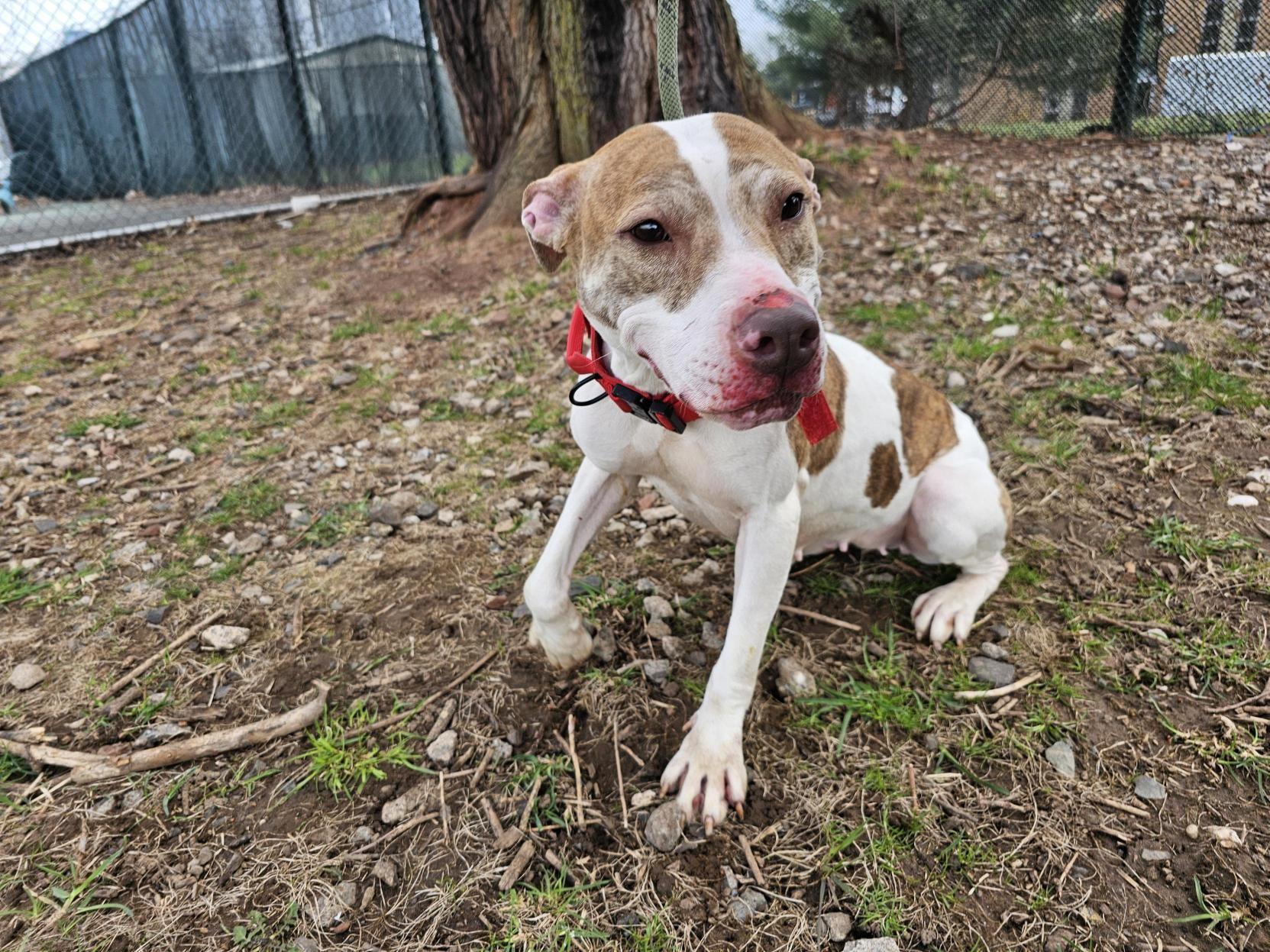 Enlarge Petunia, a Adoptable Pit Bull Terrier in Jersey city, NJ image 3/3