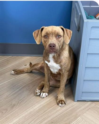Enlarge Darla, a Adoptable Mixed Breed in Appleton, WI image 2/4