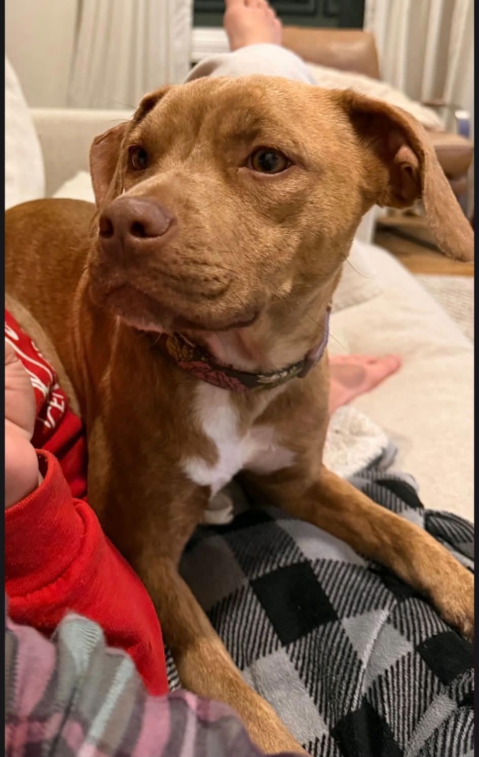 Enlarge Darla, a Adoptable Mixed Breed in Appleton, WI image 3/4