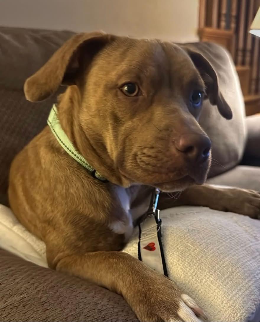 Enlarge Darla, a Adoptable Mixed Breed in Appleton, WI image 1/4