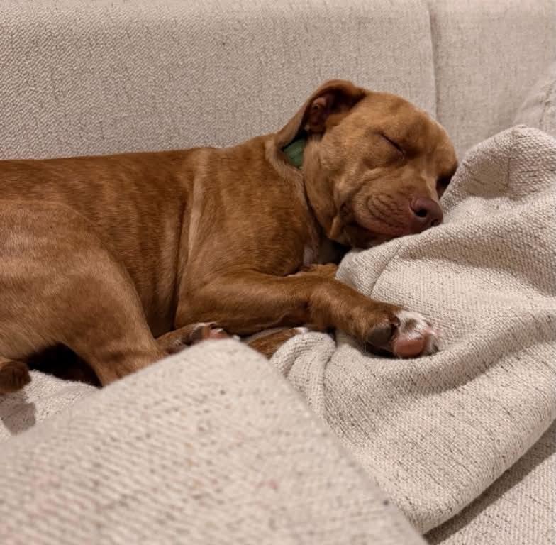 Enlarge Darla, a Adoptable Mixed Breed in Appleton, WI image 4/4