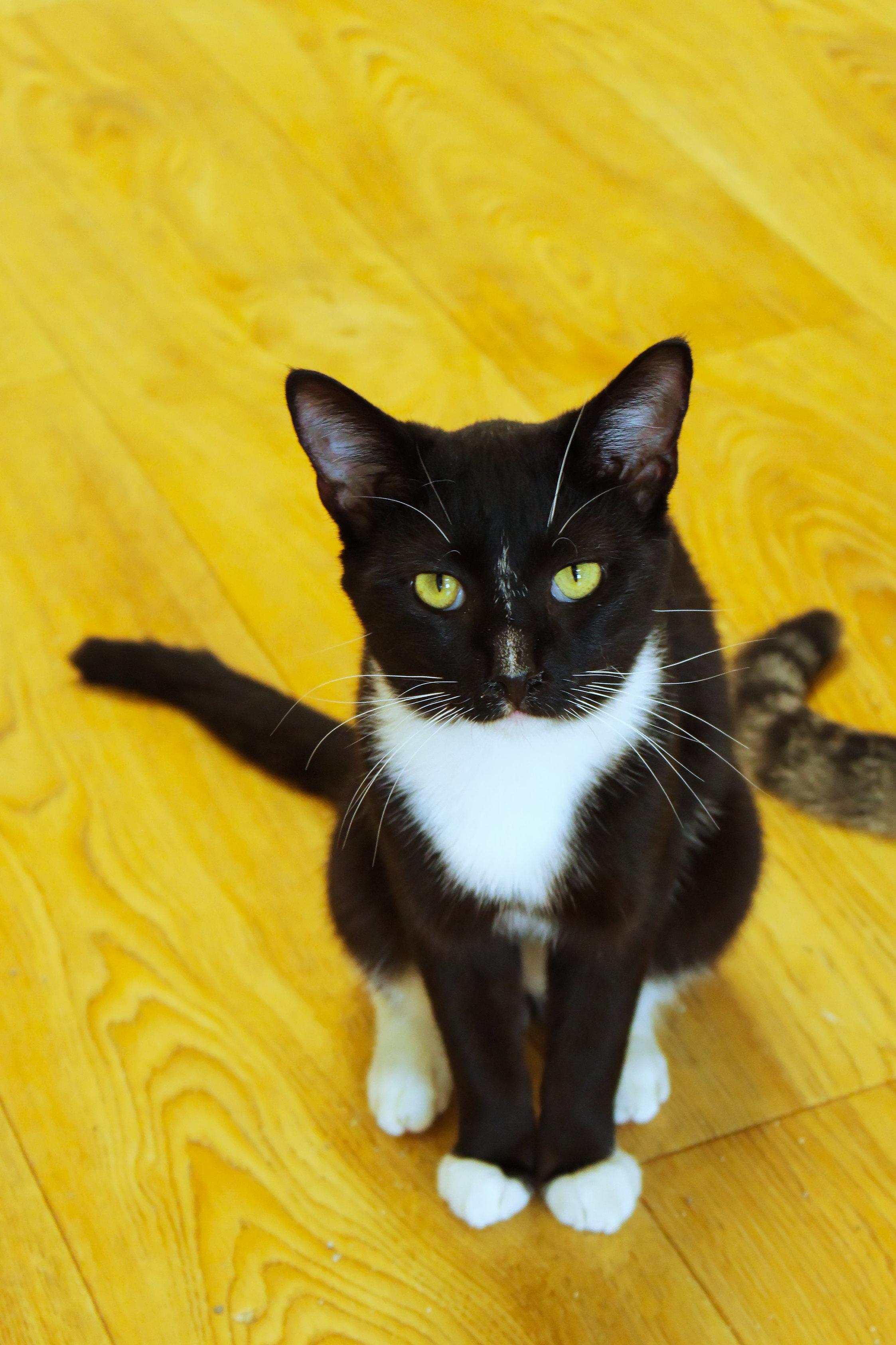Enlarge Ollie, a Adopted Tuxedo in Urbana, OH image 2/6
