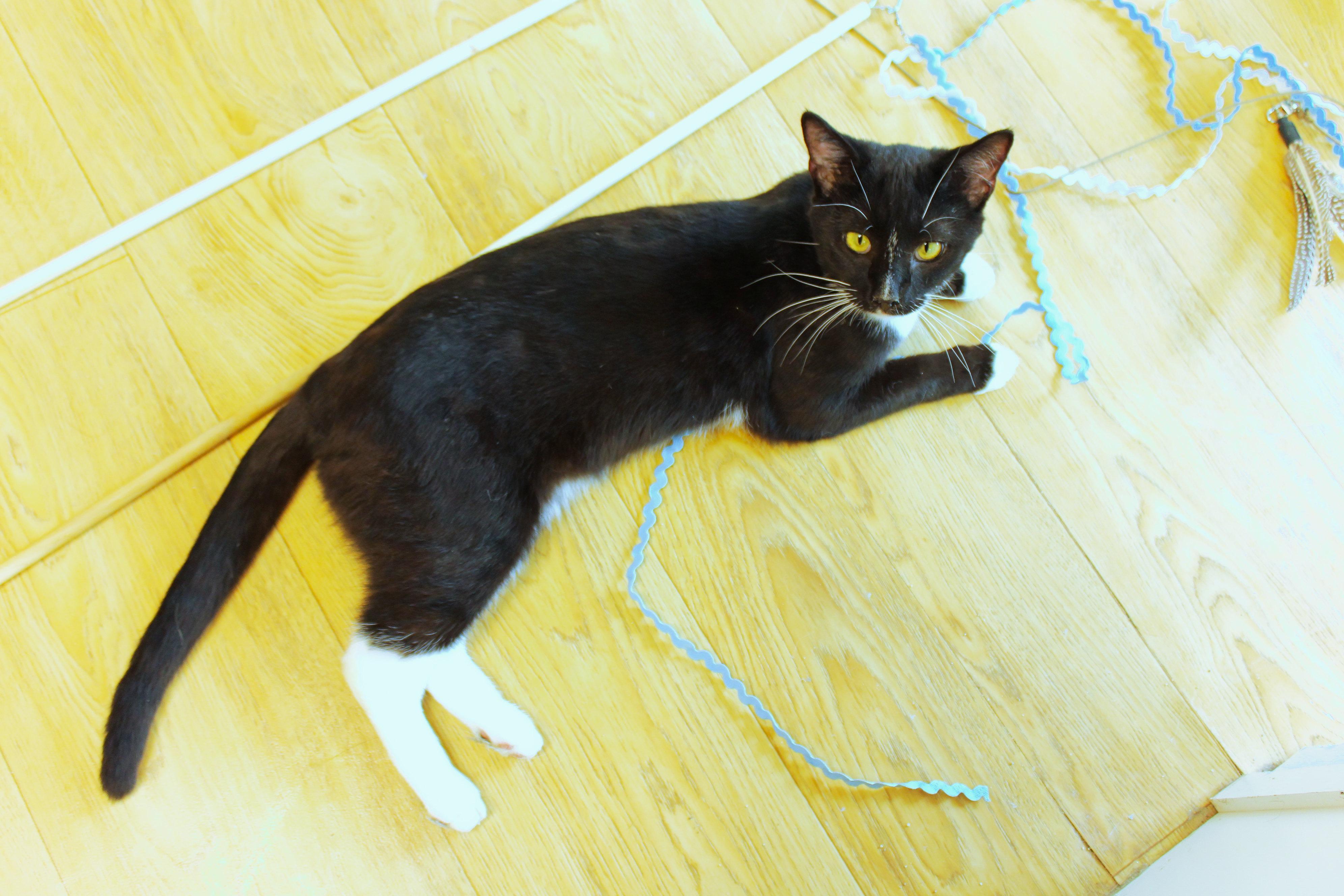 Enlarge Ollie, a Adopted Tuxedo in Urbana, OH image 5/6