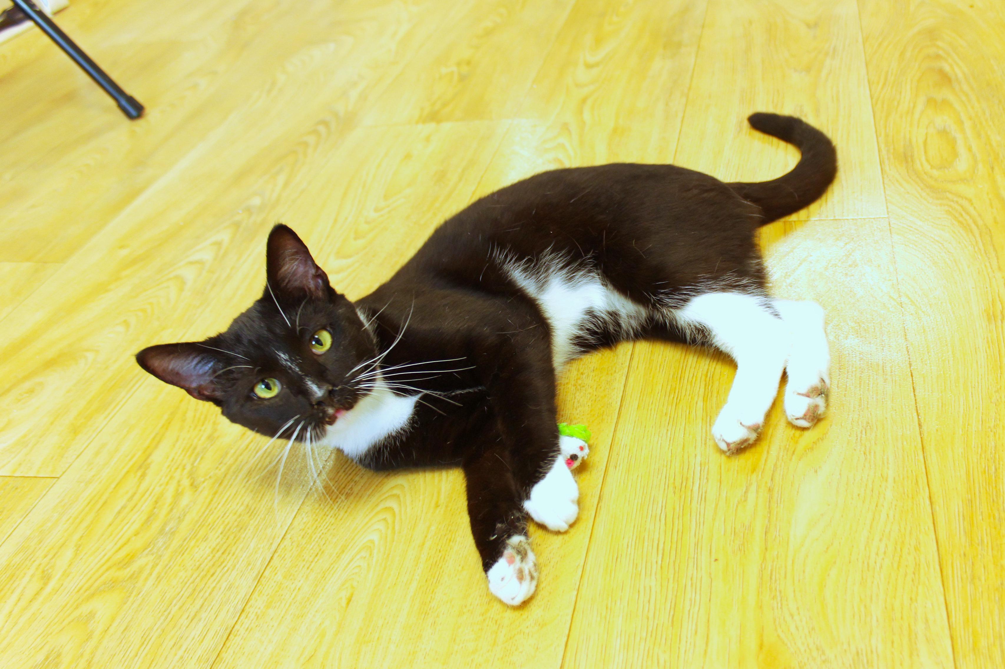 Enlarge Ollie, a Adopted Tuxedo in Urbana, OH image 3/6
