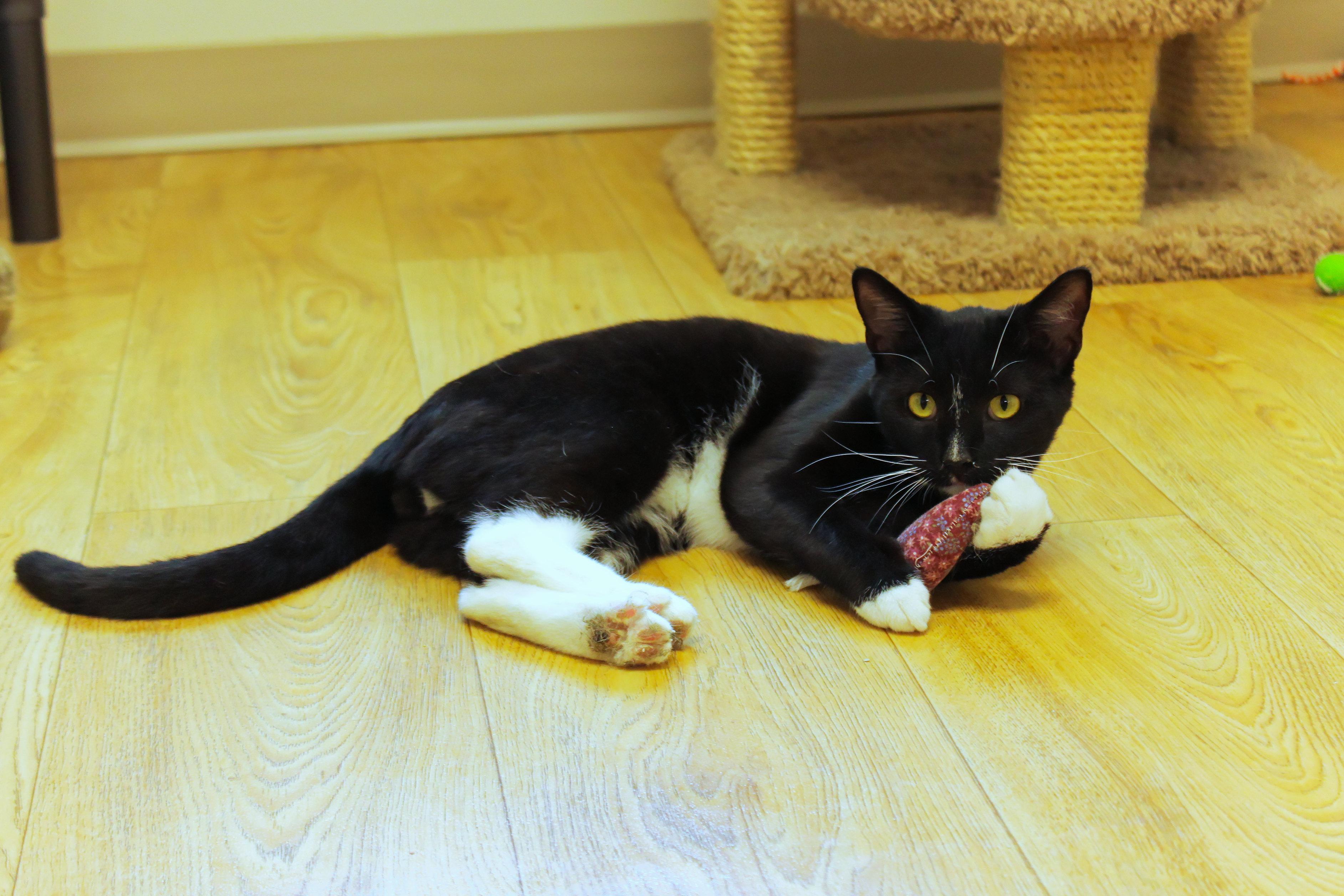 Enlarge Ollie, a Adopted Tuxedo in Urbana, OH image 4/6
