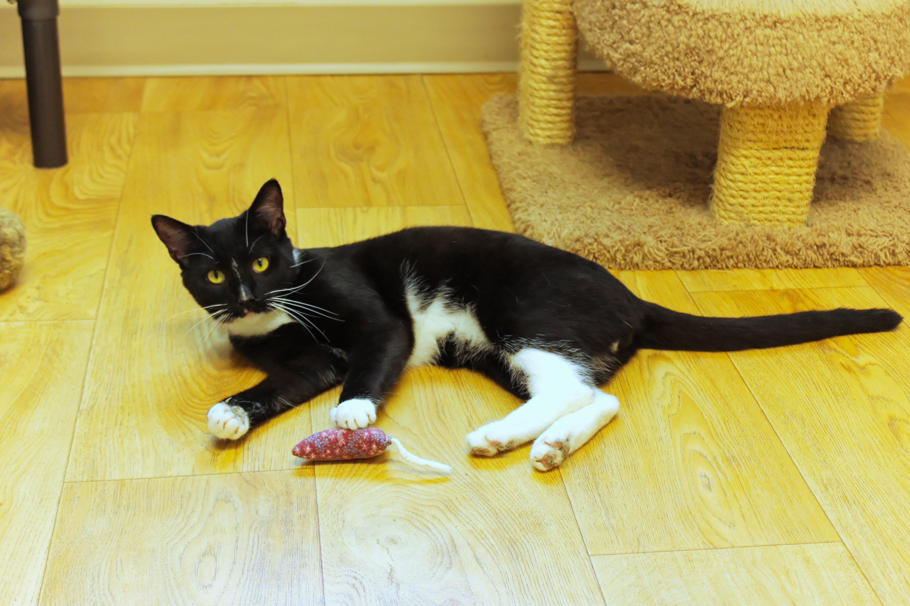 Enlarge Ollie, a Adopted Tuxedo in Urbana, OH image 1/6