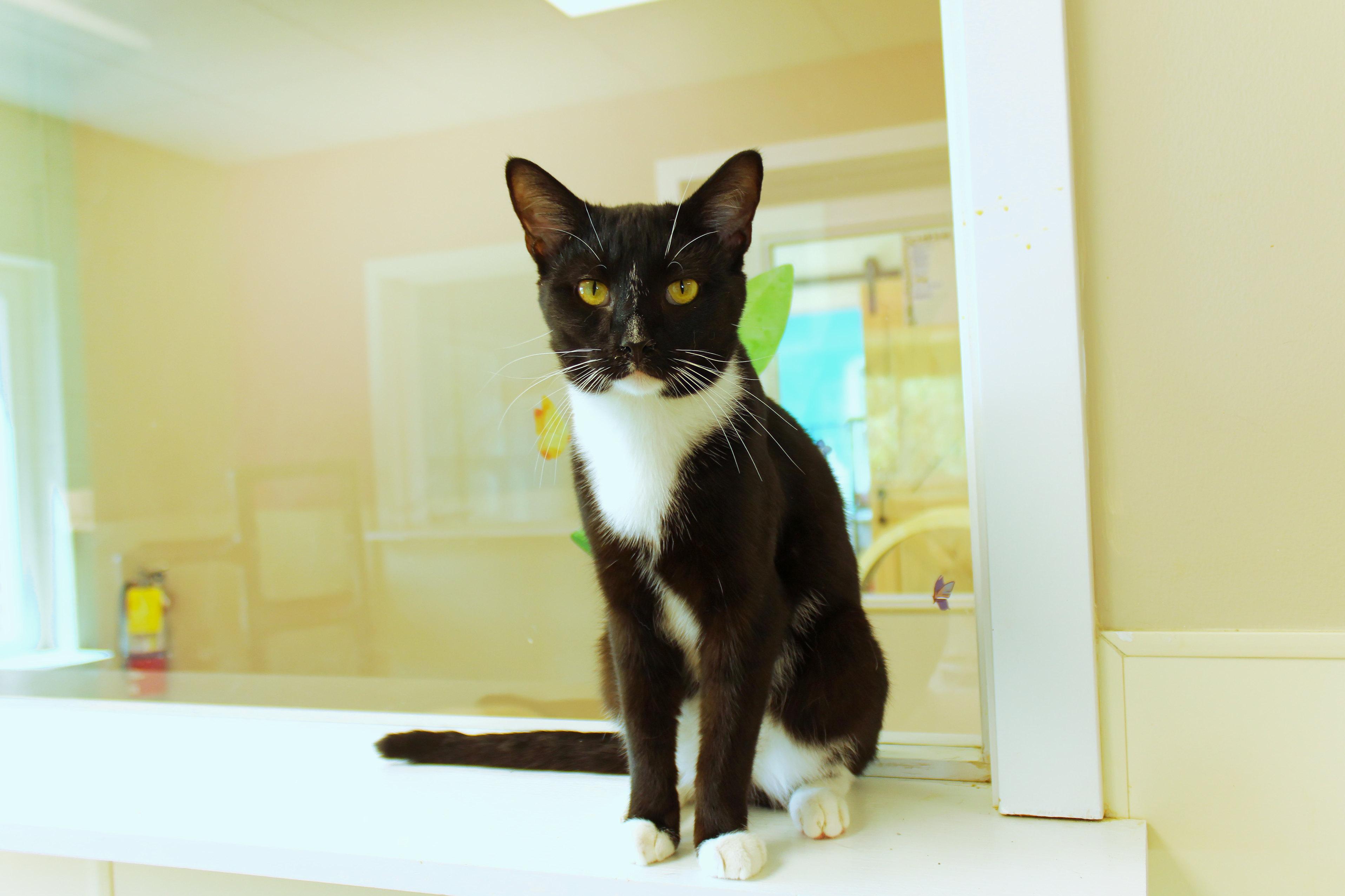 Enlarge Ollie, a Adopted Tuxedo in Urbana, OH image 6/6