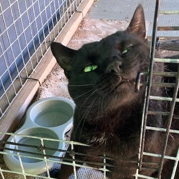 Cody, a Adoptable Domestic Short Hair in Braintree, MA image 2/5