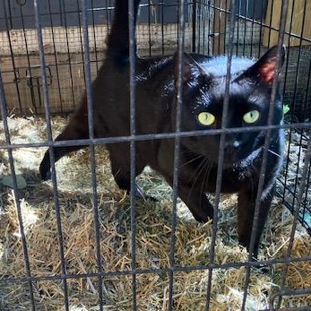 Cody, a Adoptable Domestic Short Hair in Braintree, MA image 3/5