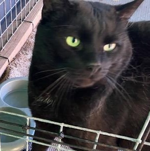 Cody, Adoptable, Adult Male Domestic Short Hair.