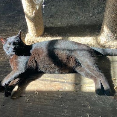 Cody, a Adoptable Domestic Short Hair in Braintree, MA image 5/5