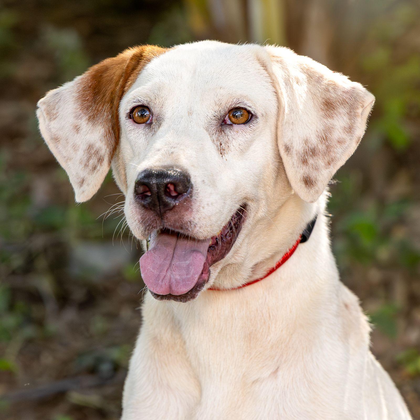 Enlarge Nuba, a ADOPTABLE mixed breed in Vancouver, BC image 3/4
