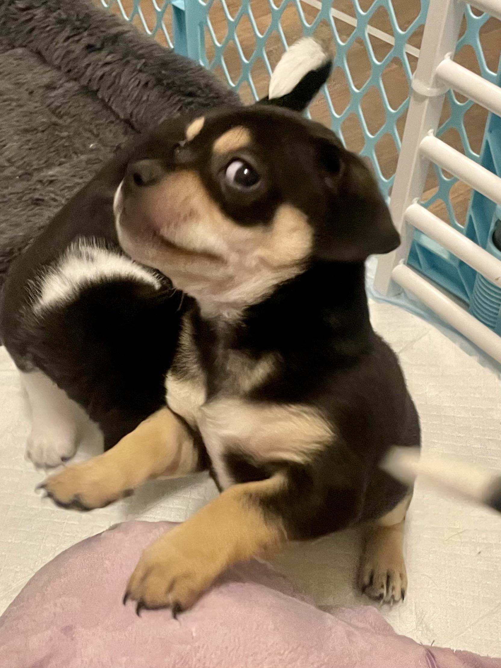 Enlarge Coriander in Texarkana TX, a Adoptable mixed breed in Texarkana, TX image 2/6